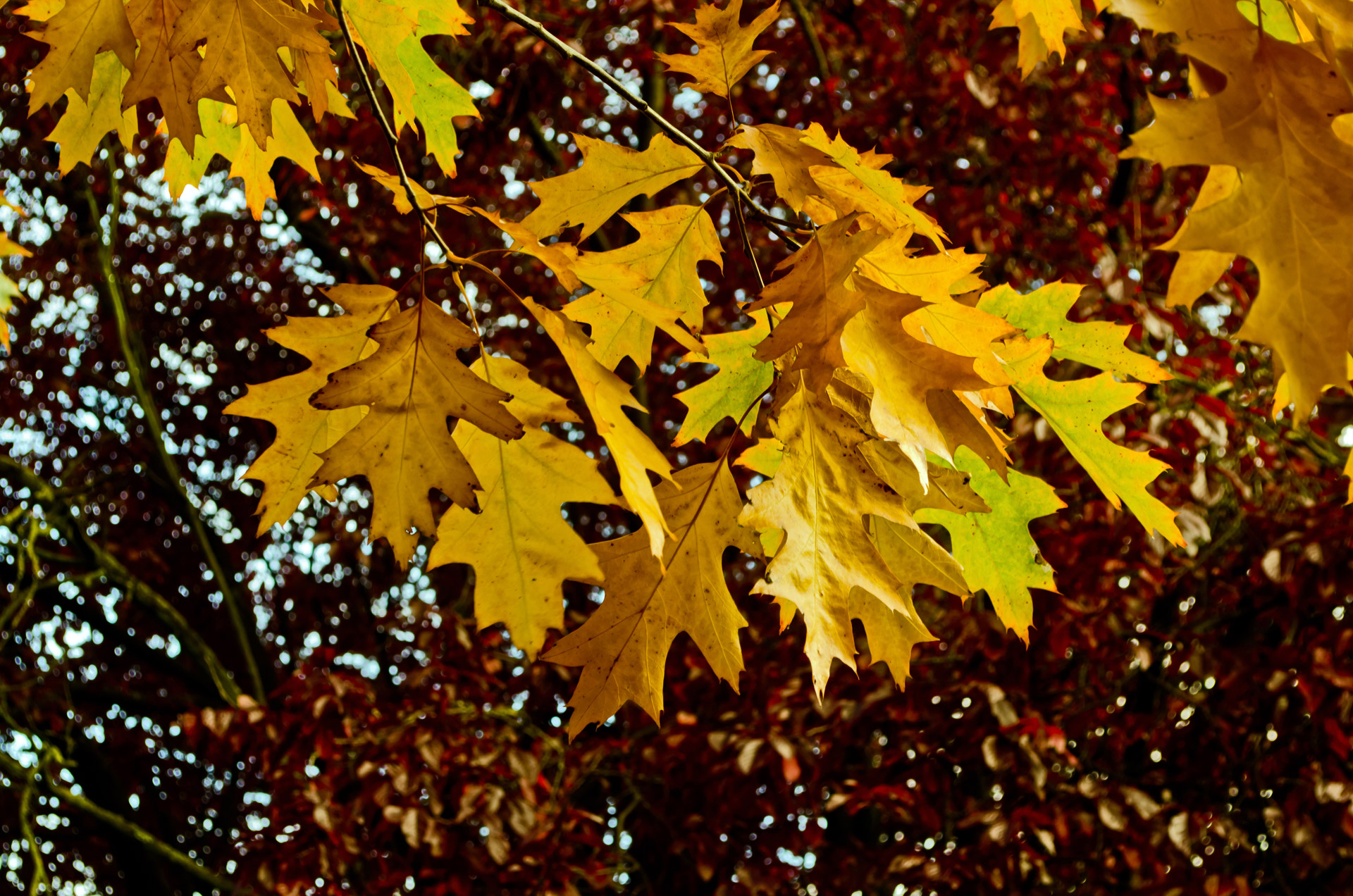 autumn season leaves free photo