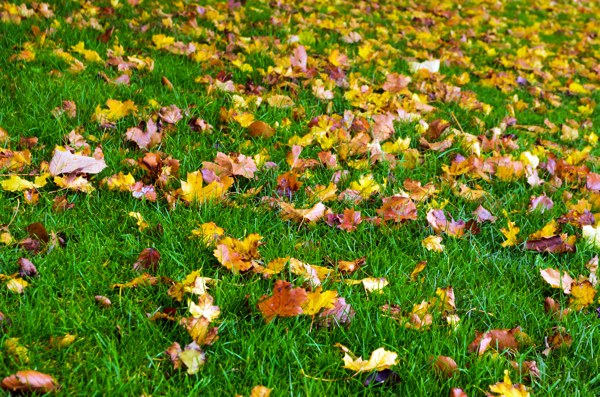 autumn season leaves free photo