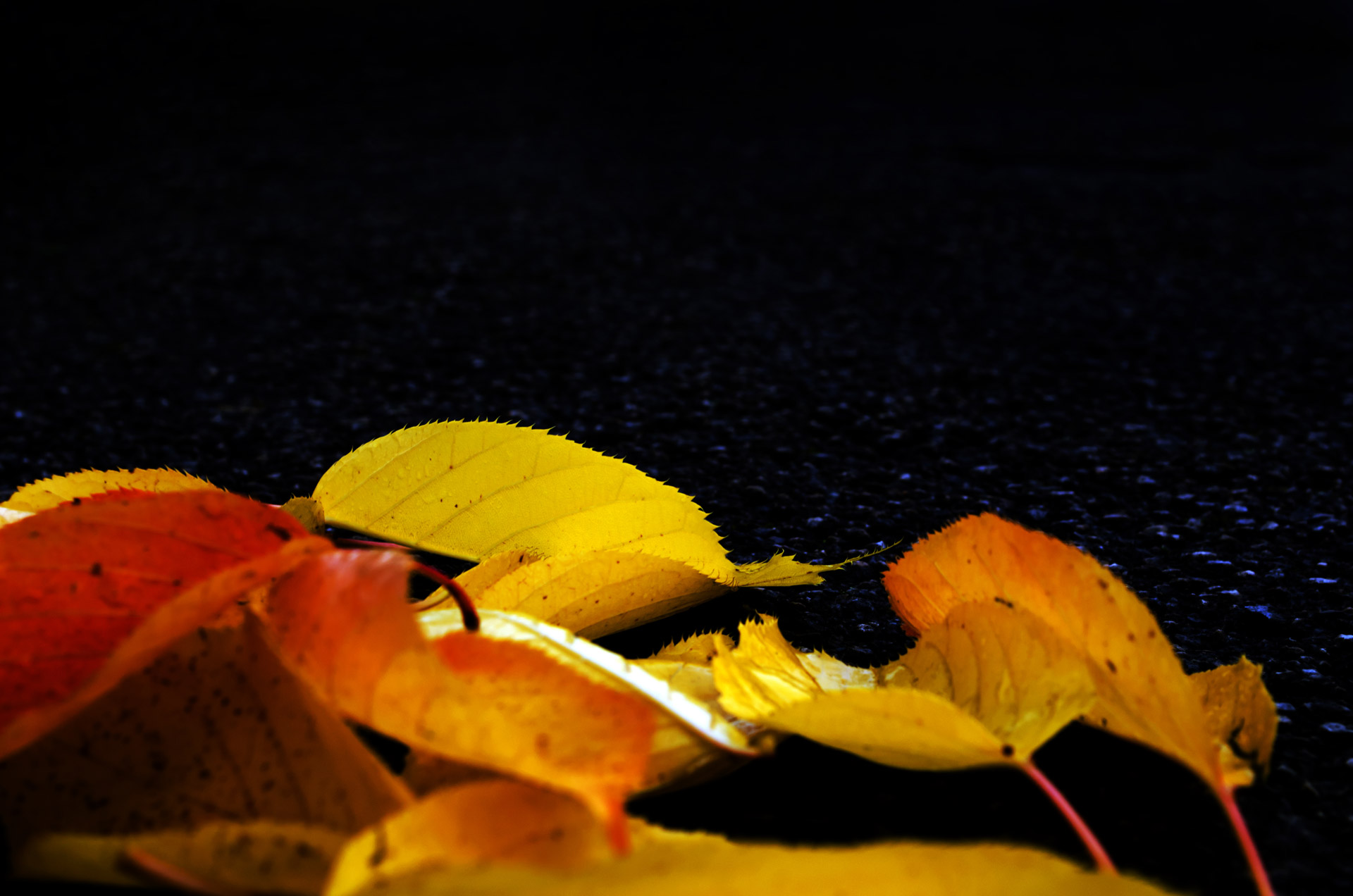 autumn season leaves free photo