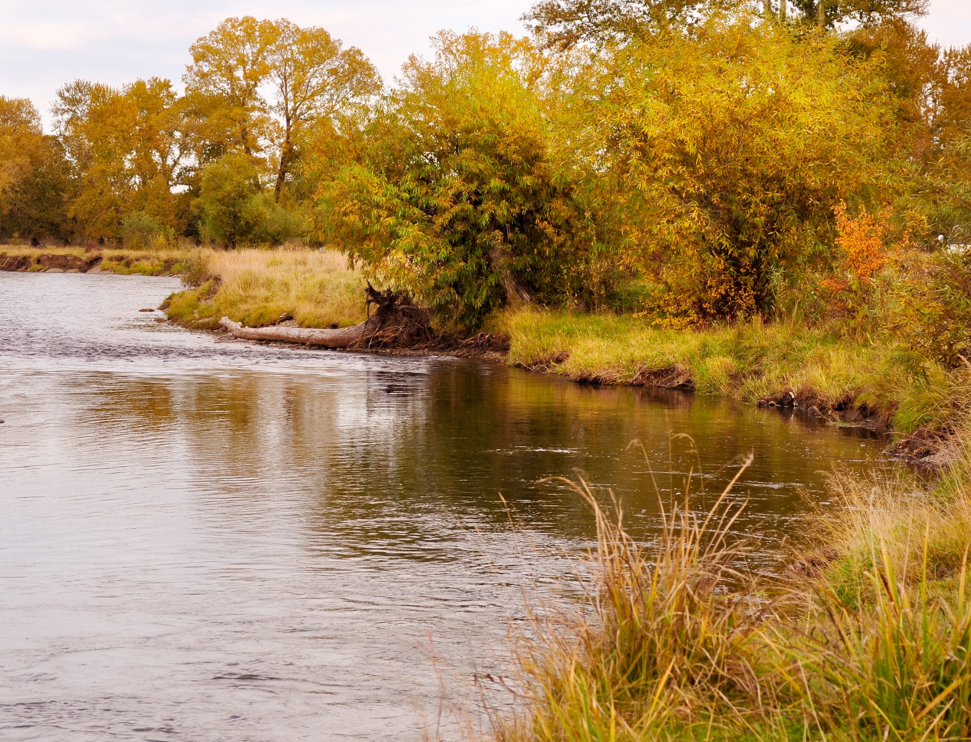 nature landscape forest free photo