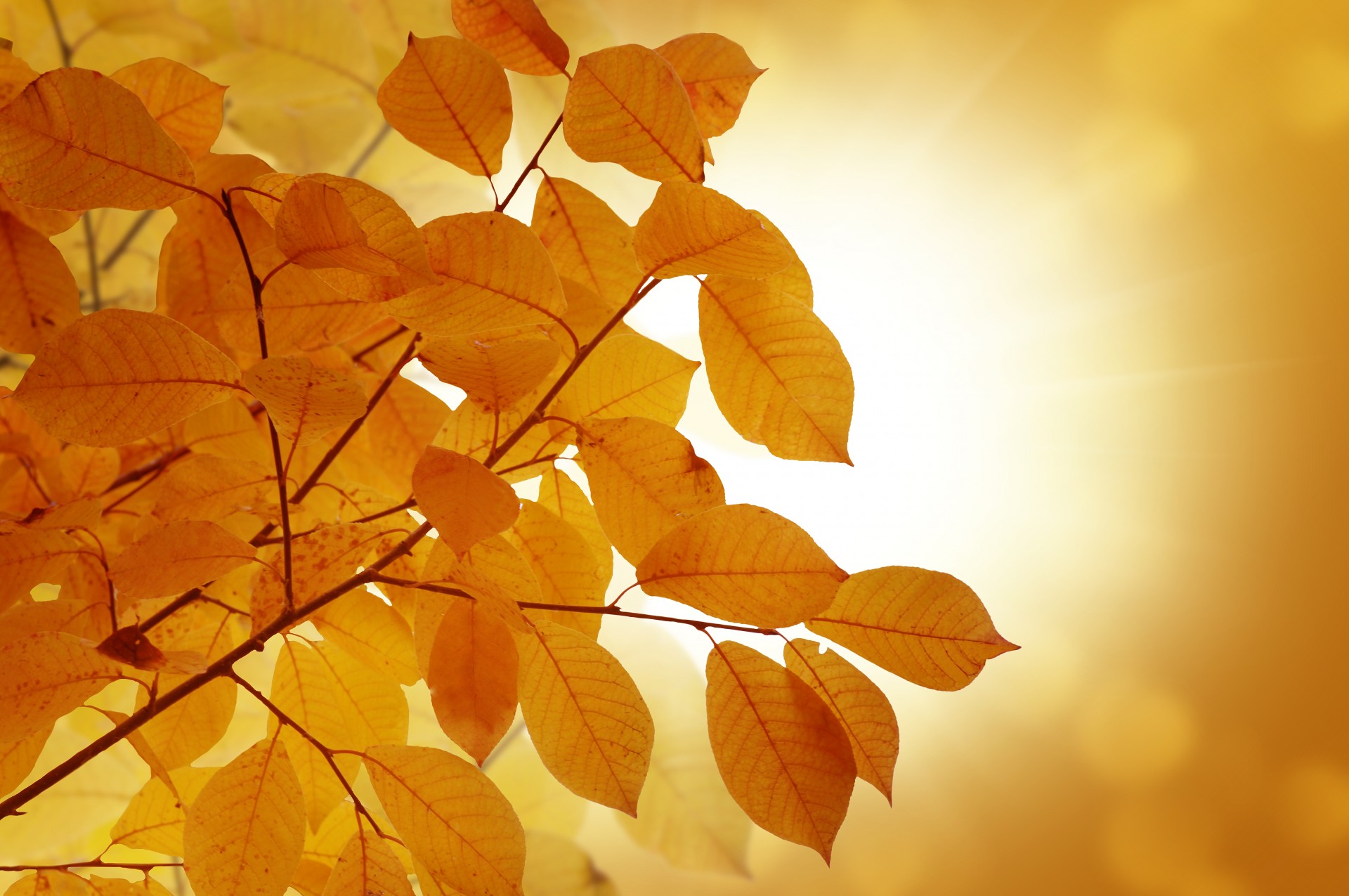 background autumn leaves free photo