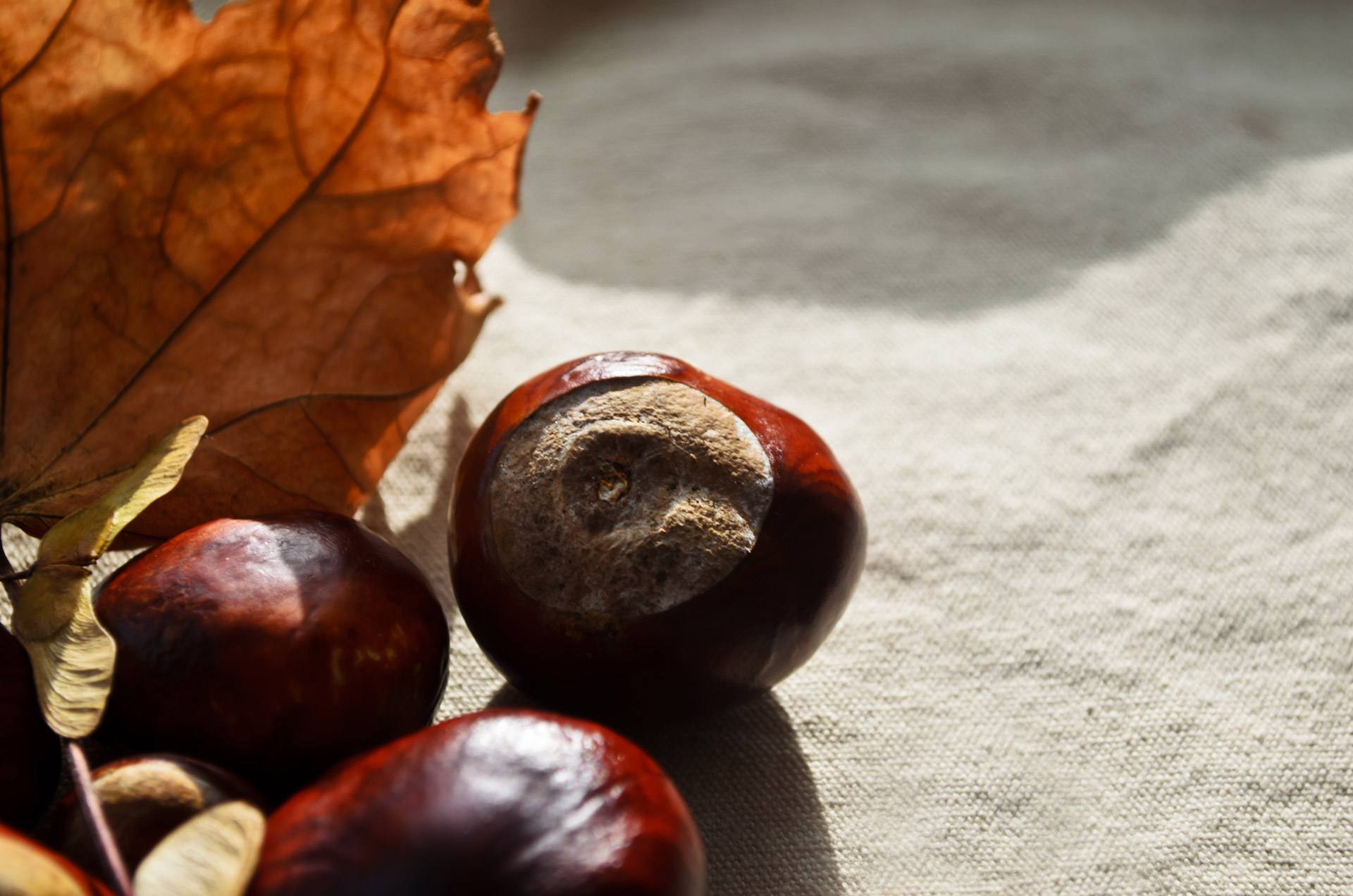 autumn season chestnut free photo