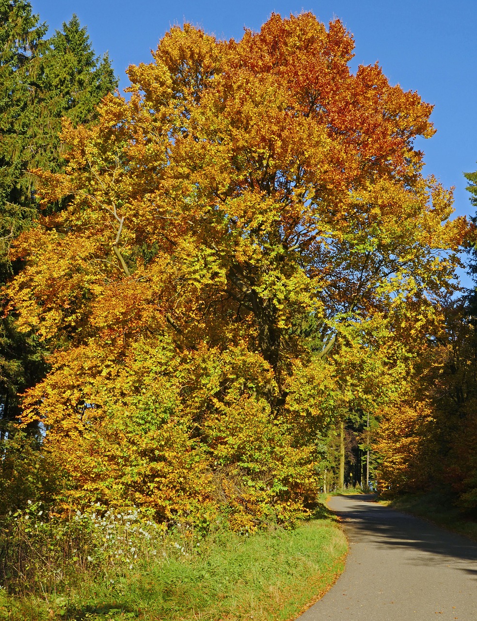 autumn beech mixed forest sauerland free photo