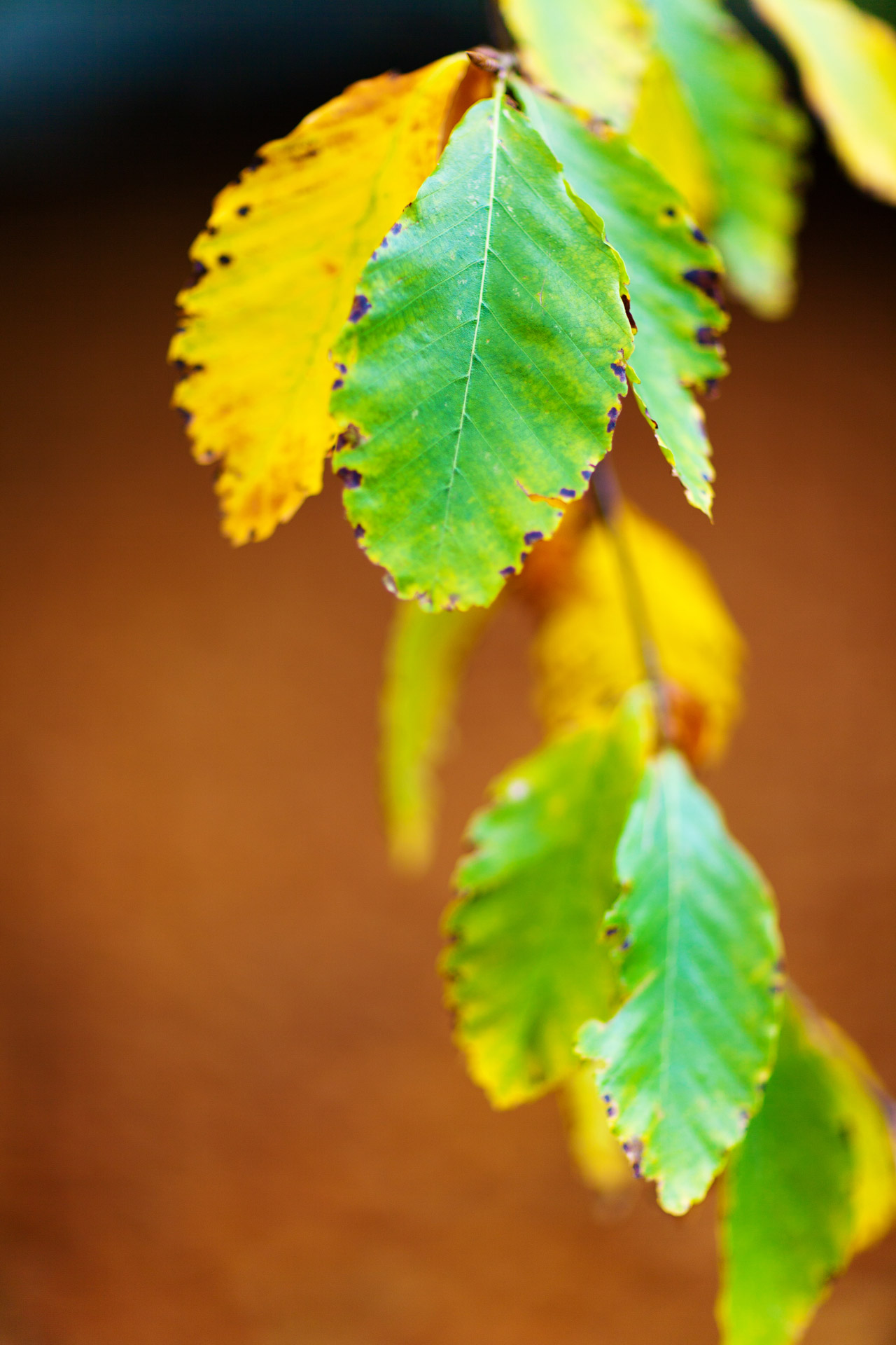 autumn beech leaves free photo