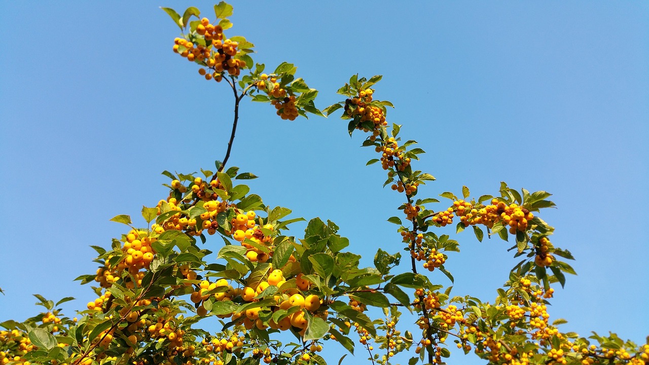 autumn beginning autumn sky free photo