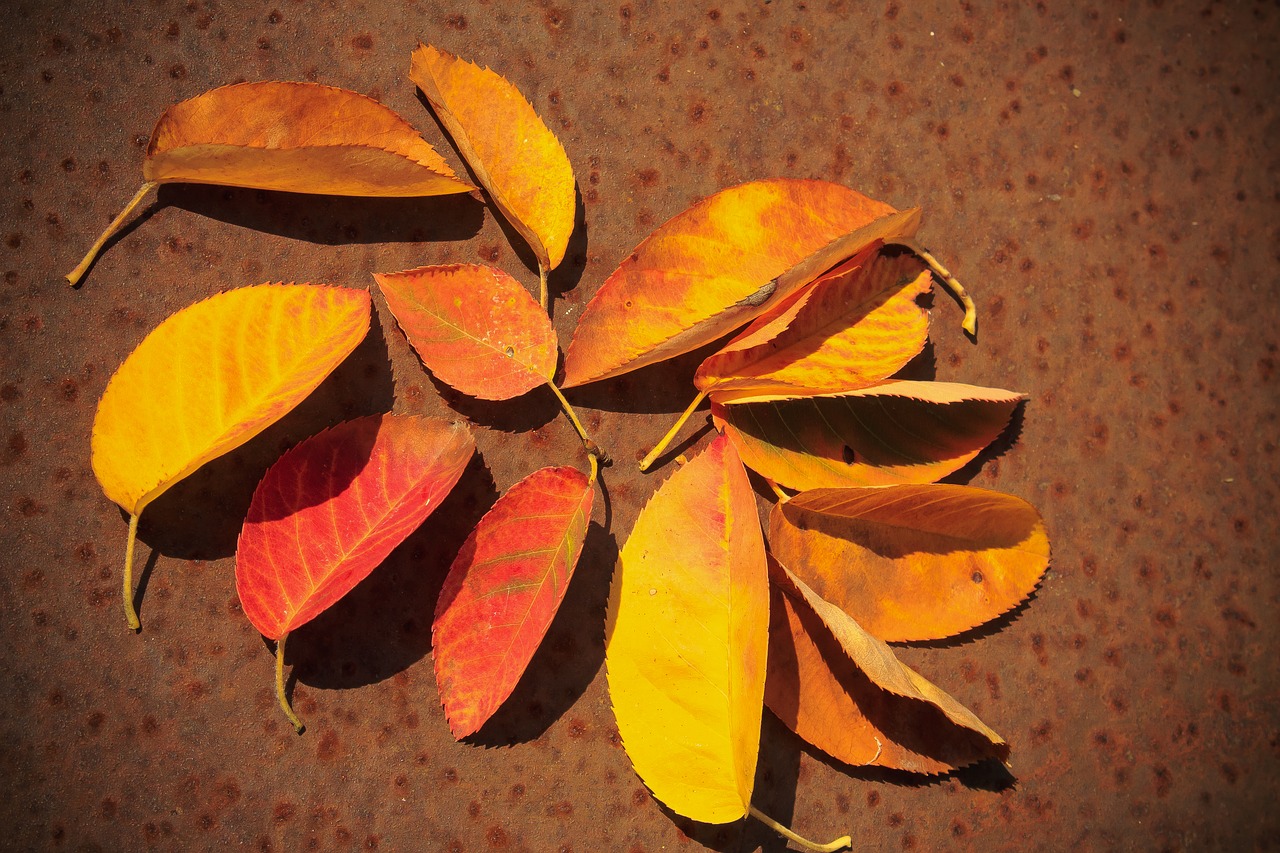 autumn beginning  colorful  leaves free photo
