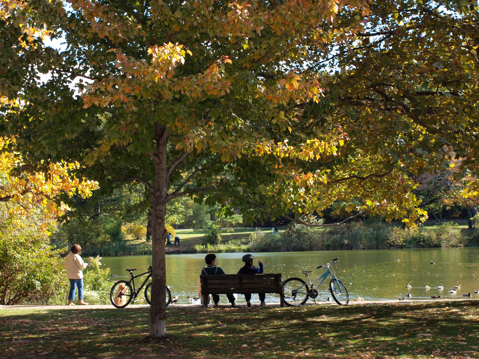 fall autumn trees free photo