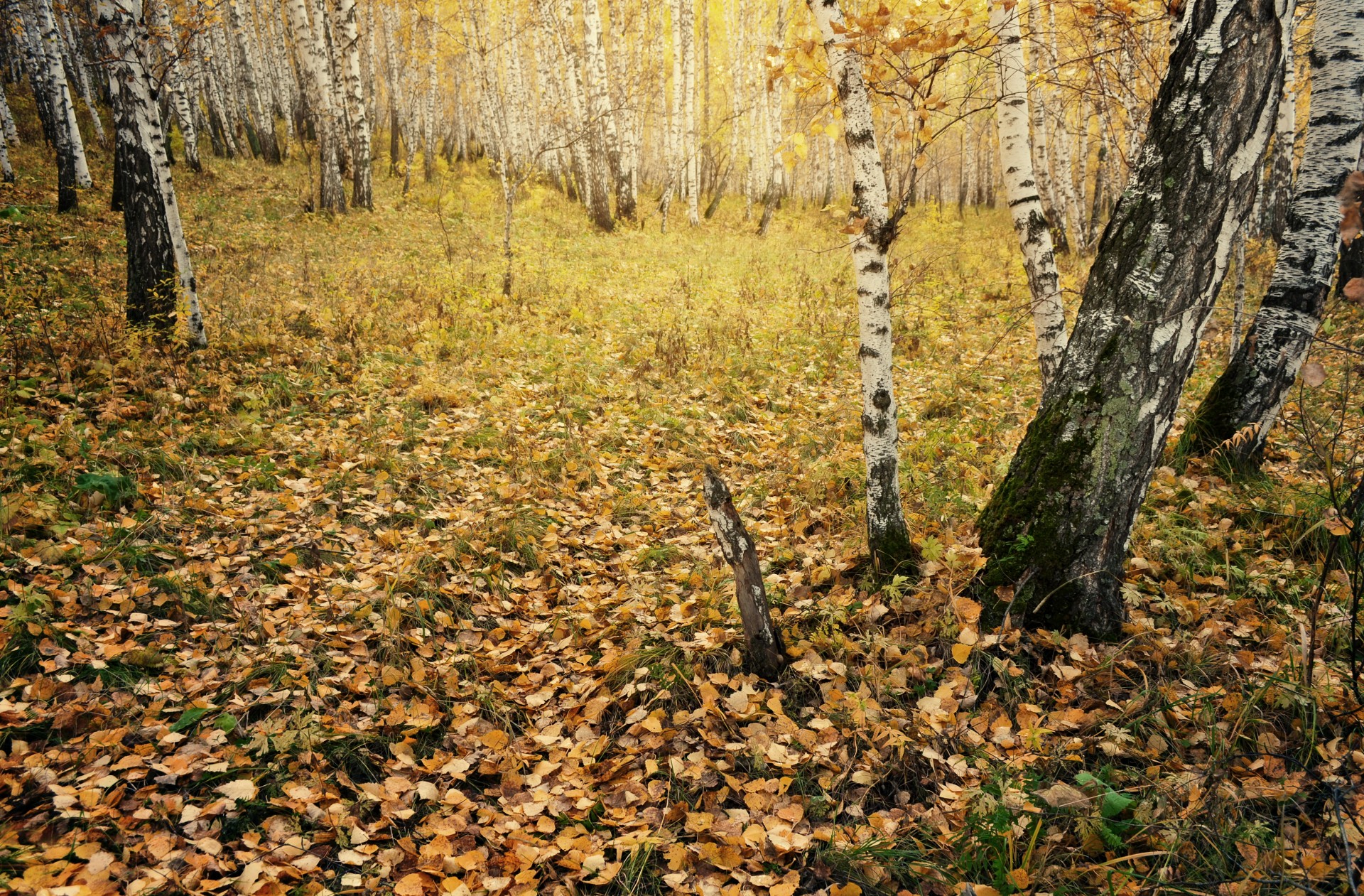 autumn forest grass free photo