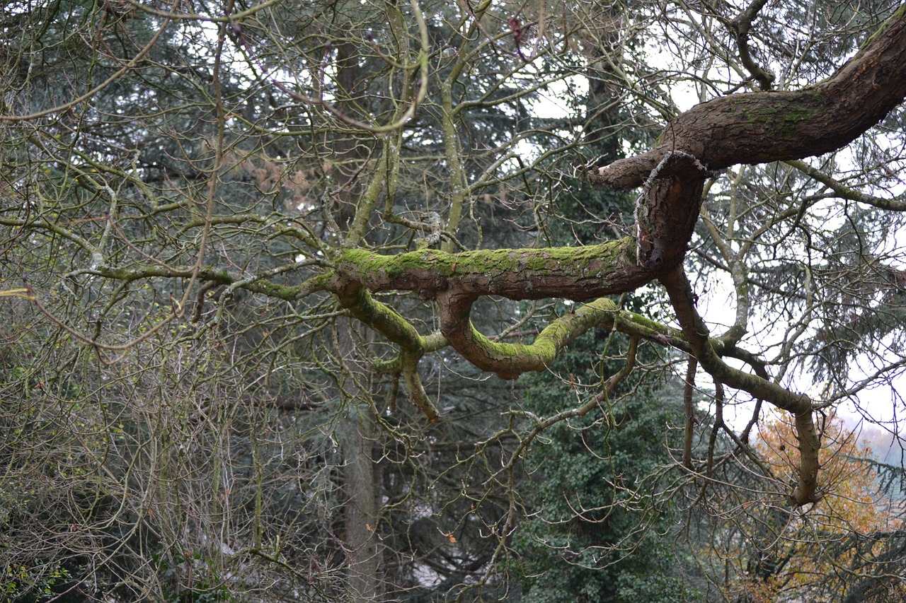 autumn branch fall branches free photo