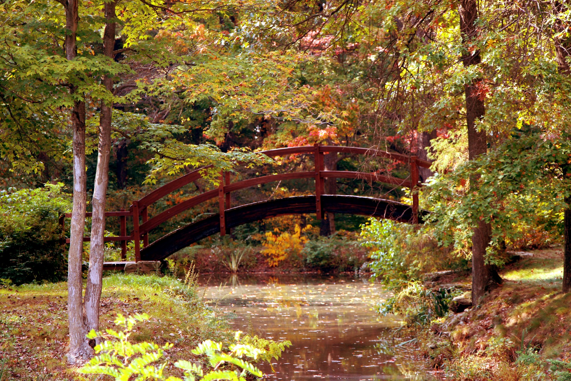 autumn bridge stream free photo