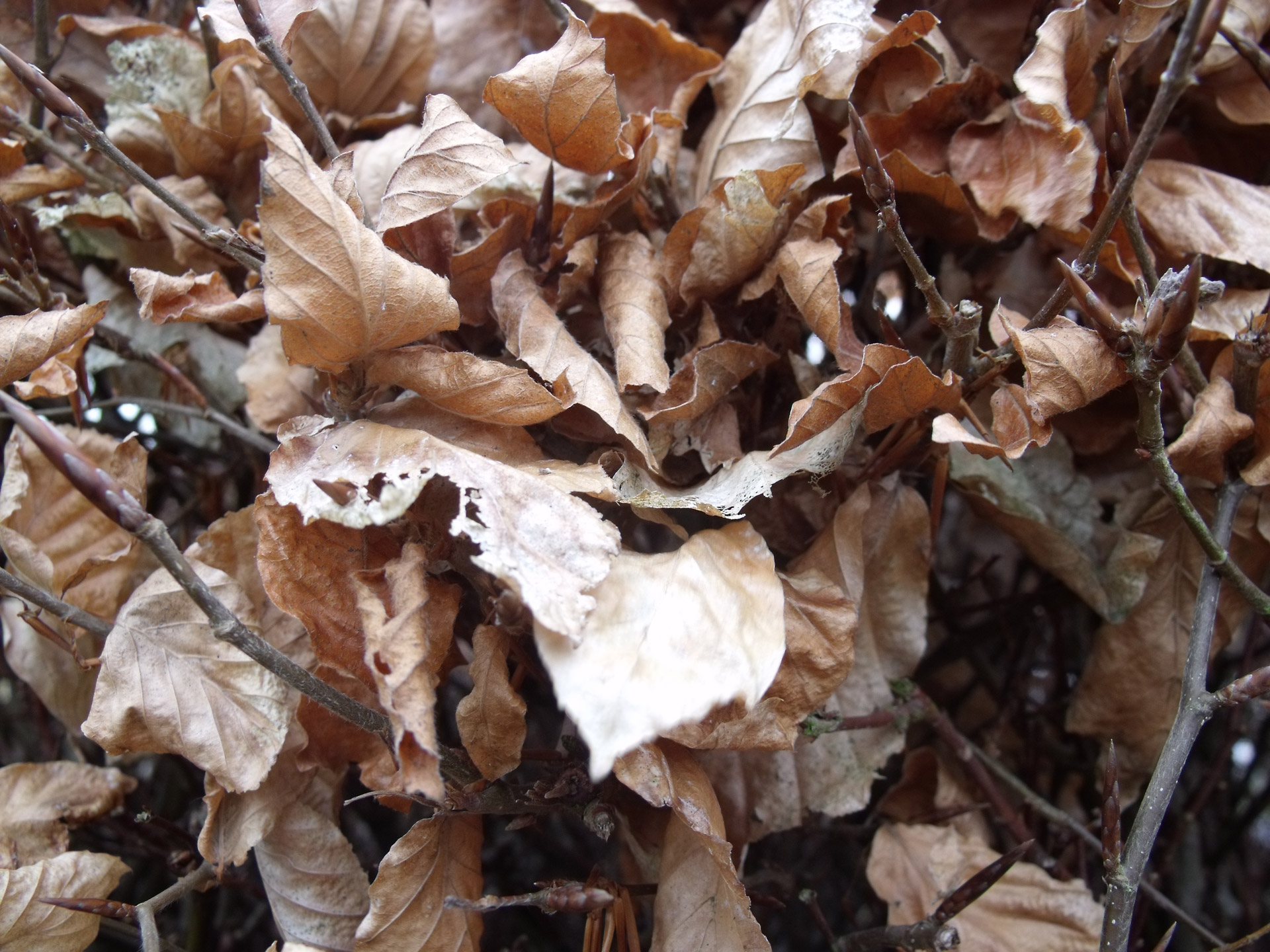 seasons autumn autumn coloured brown leafs free photo