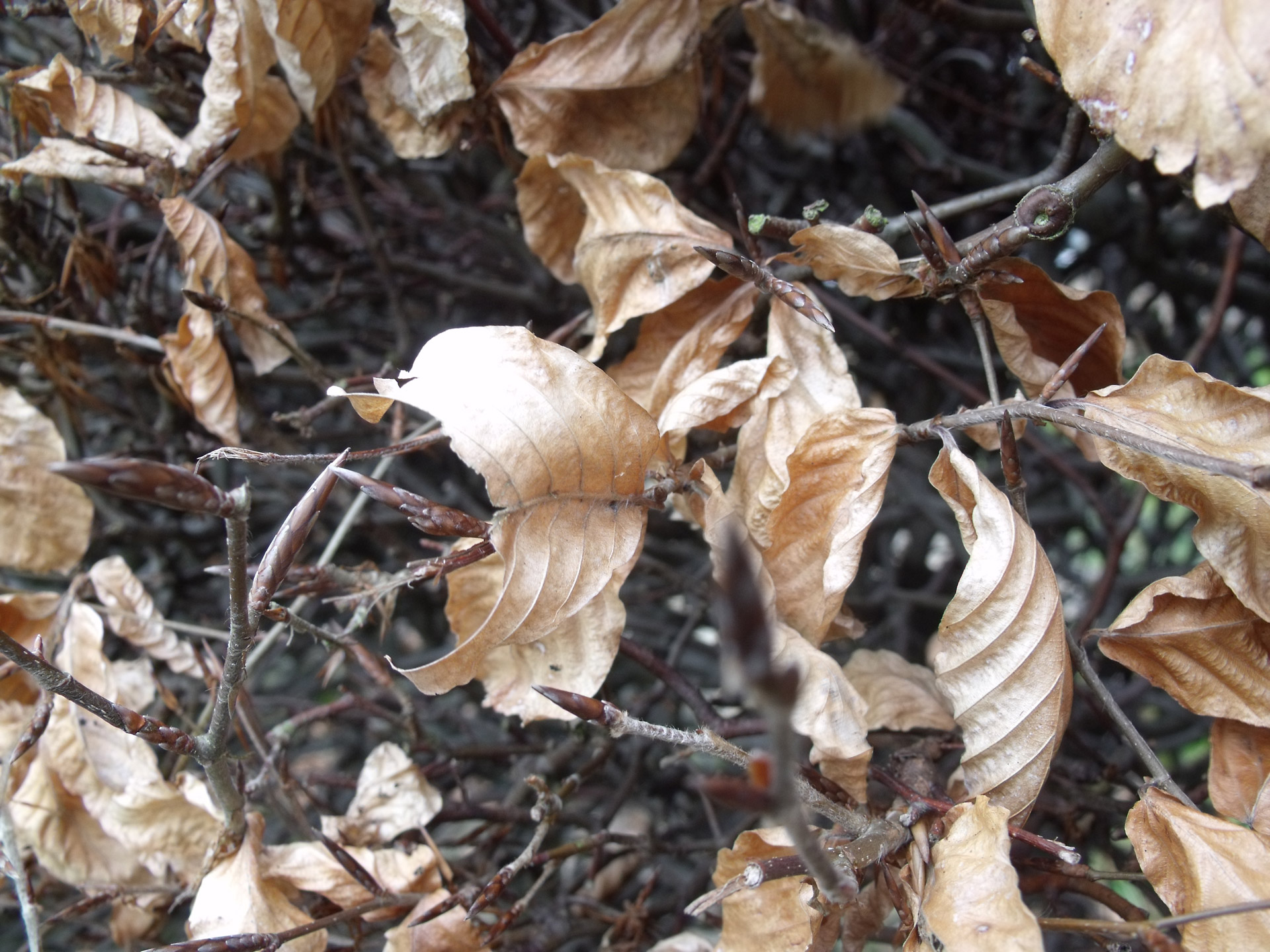 seasons autumn autumn coloured brown leafs free photo