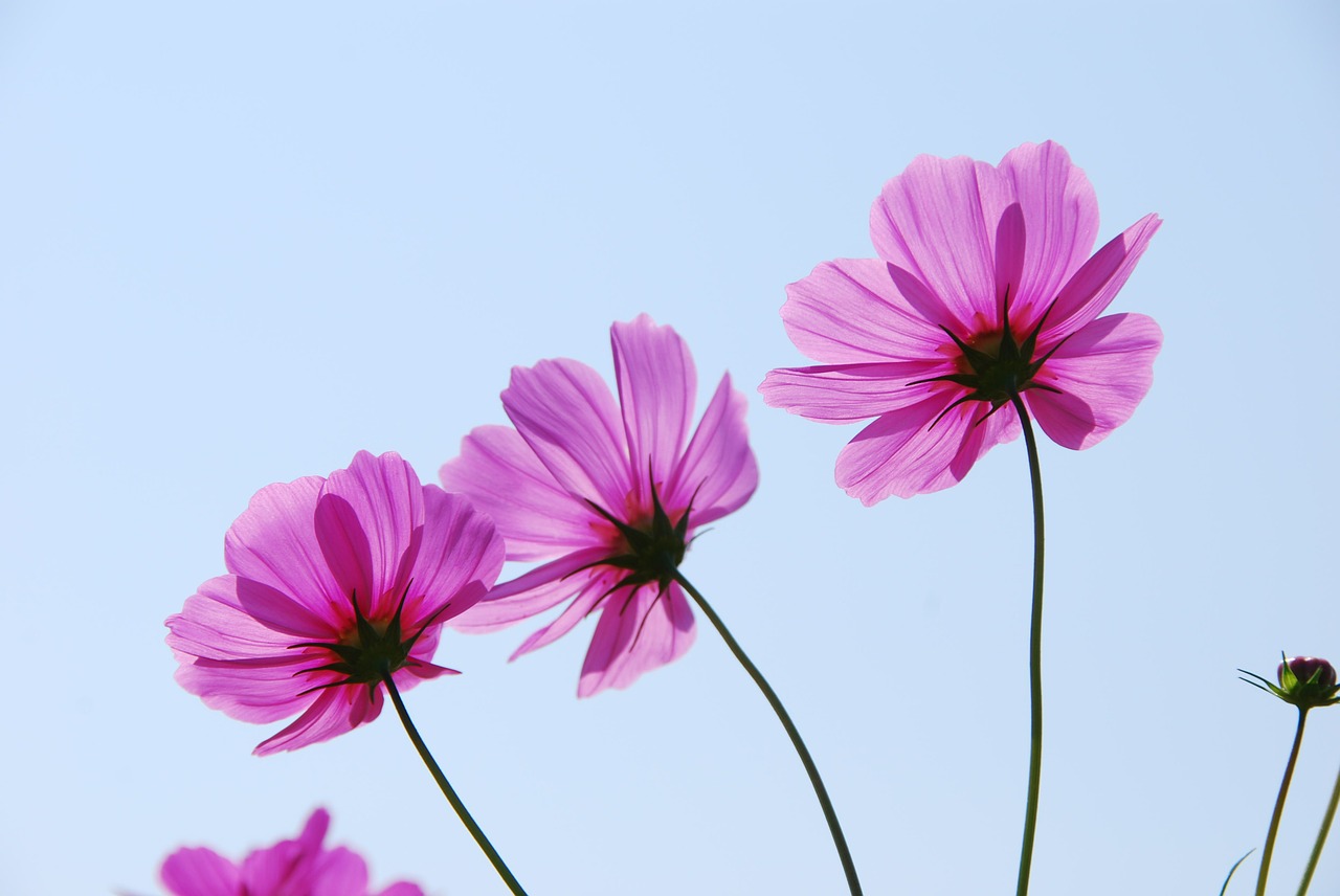 autumn cherry pink sky free photo