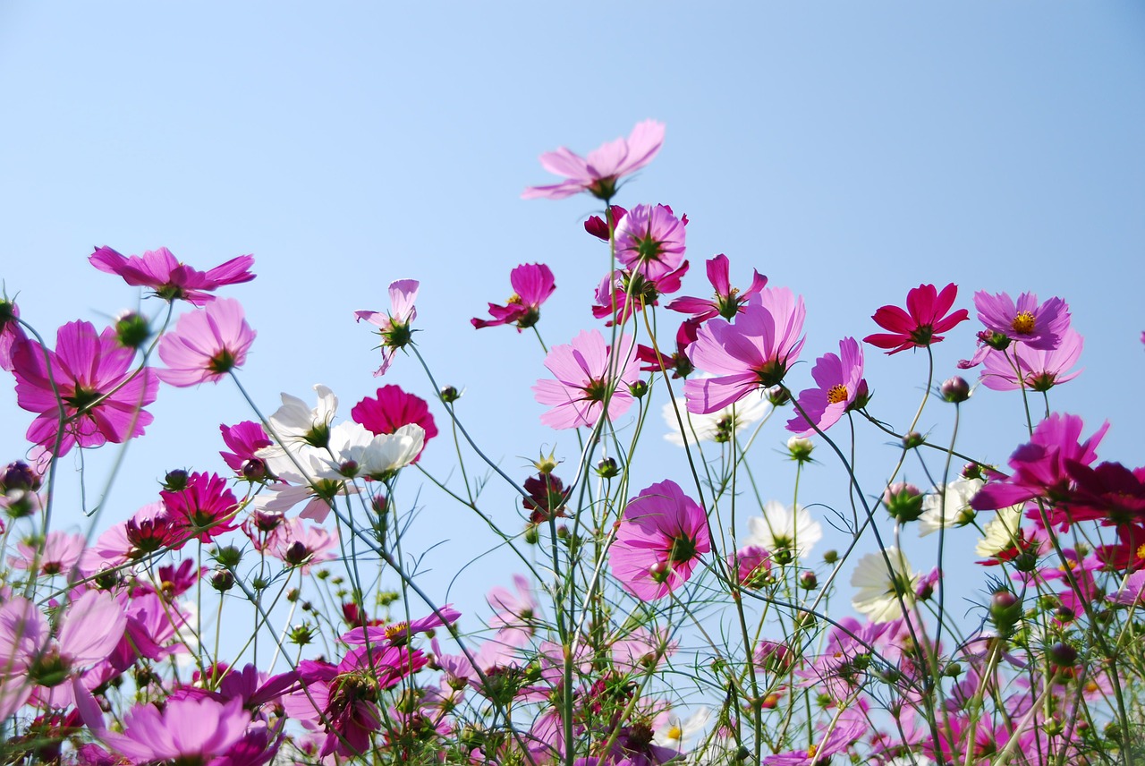 autumn cherry pink sky free photo