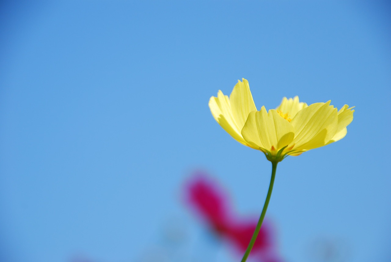 autumn cherry yellow flower free photo