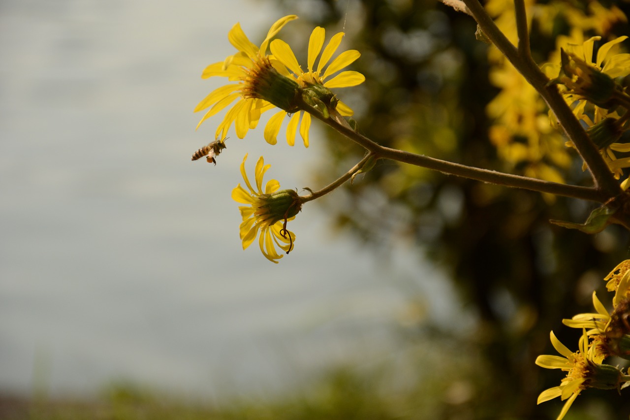 autumn chrysanthemum bee xuanwu lake free photo
