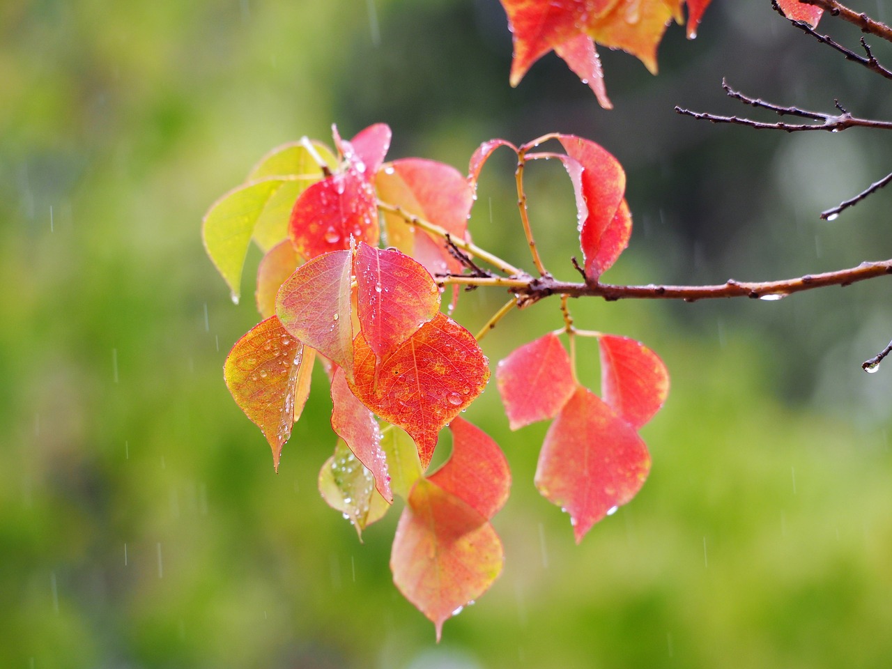 autumn color branch foliage free photo