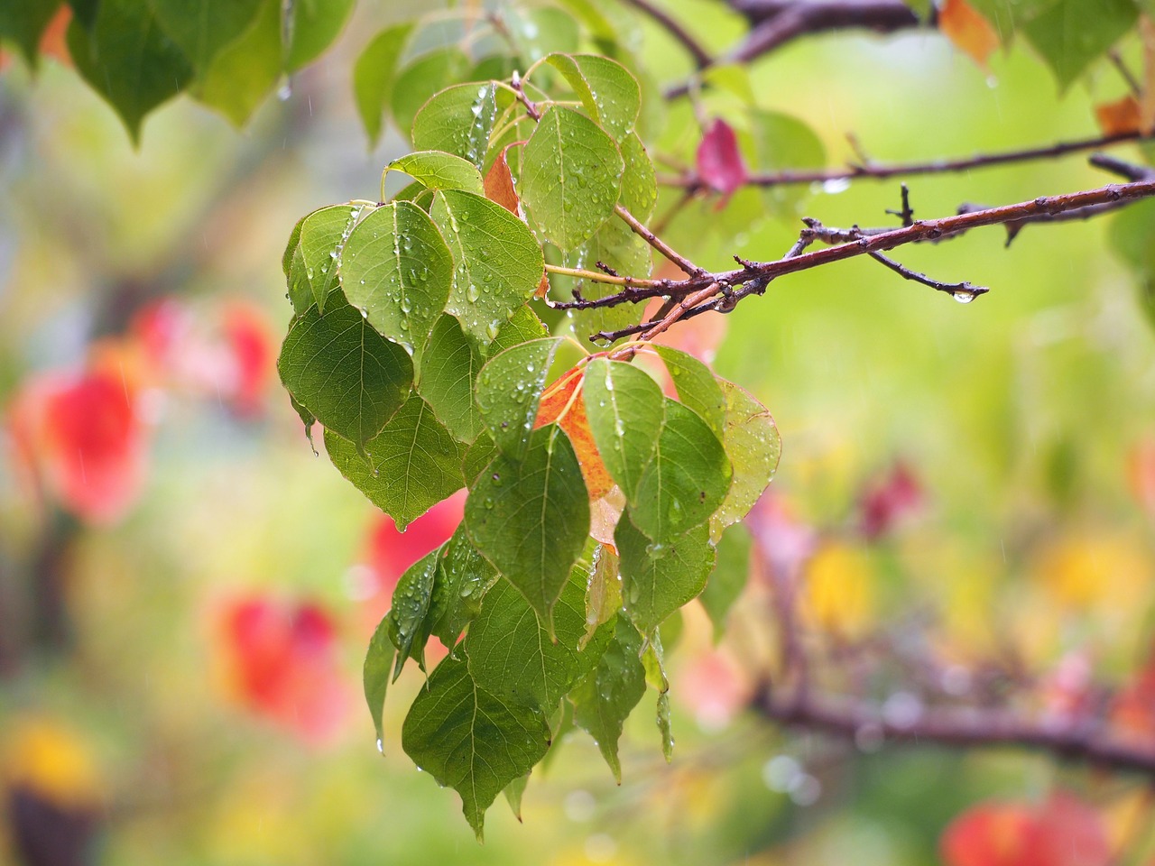 autumn color branch nature free photo