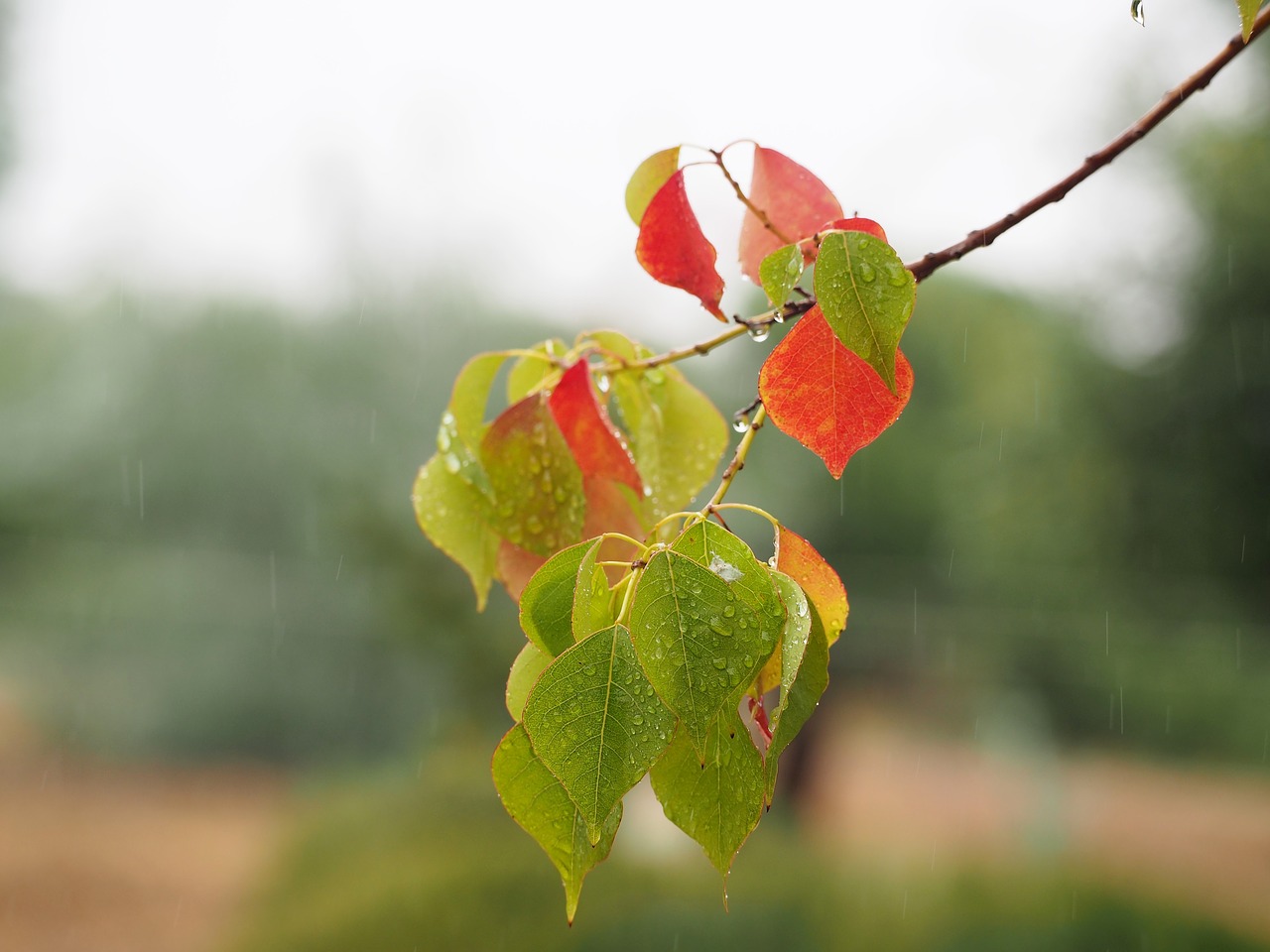 autumn color branch nature free photo