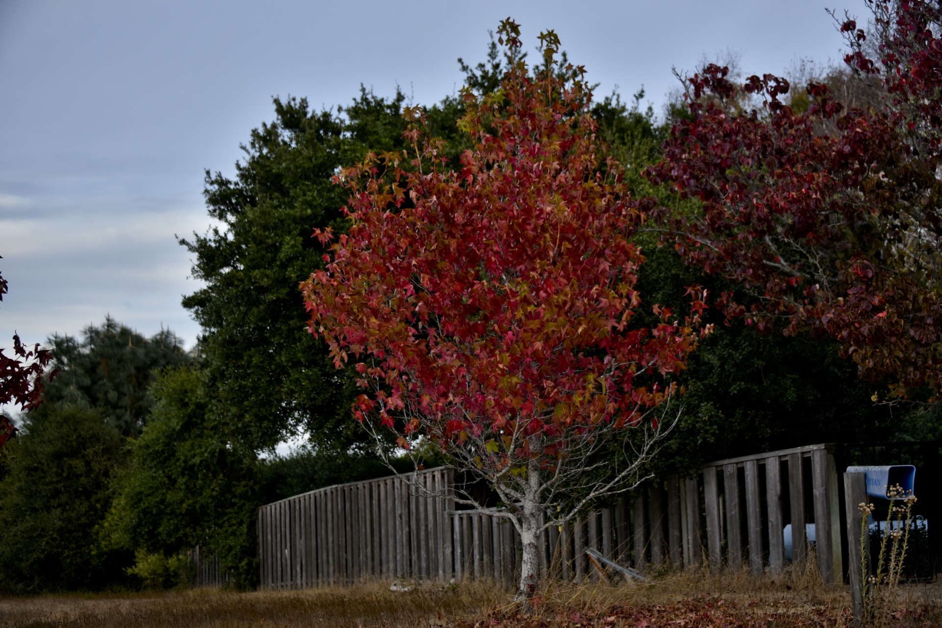 tree color red free photo