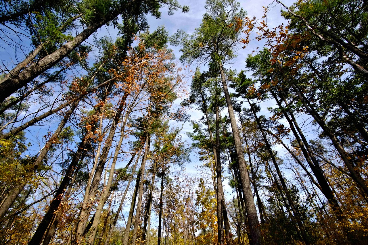 autumn colors trees sky free photo