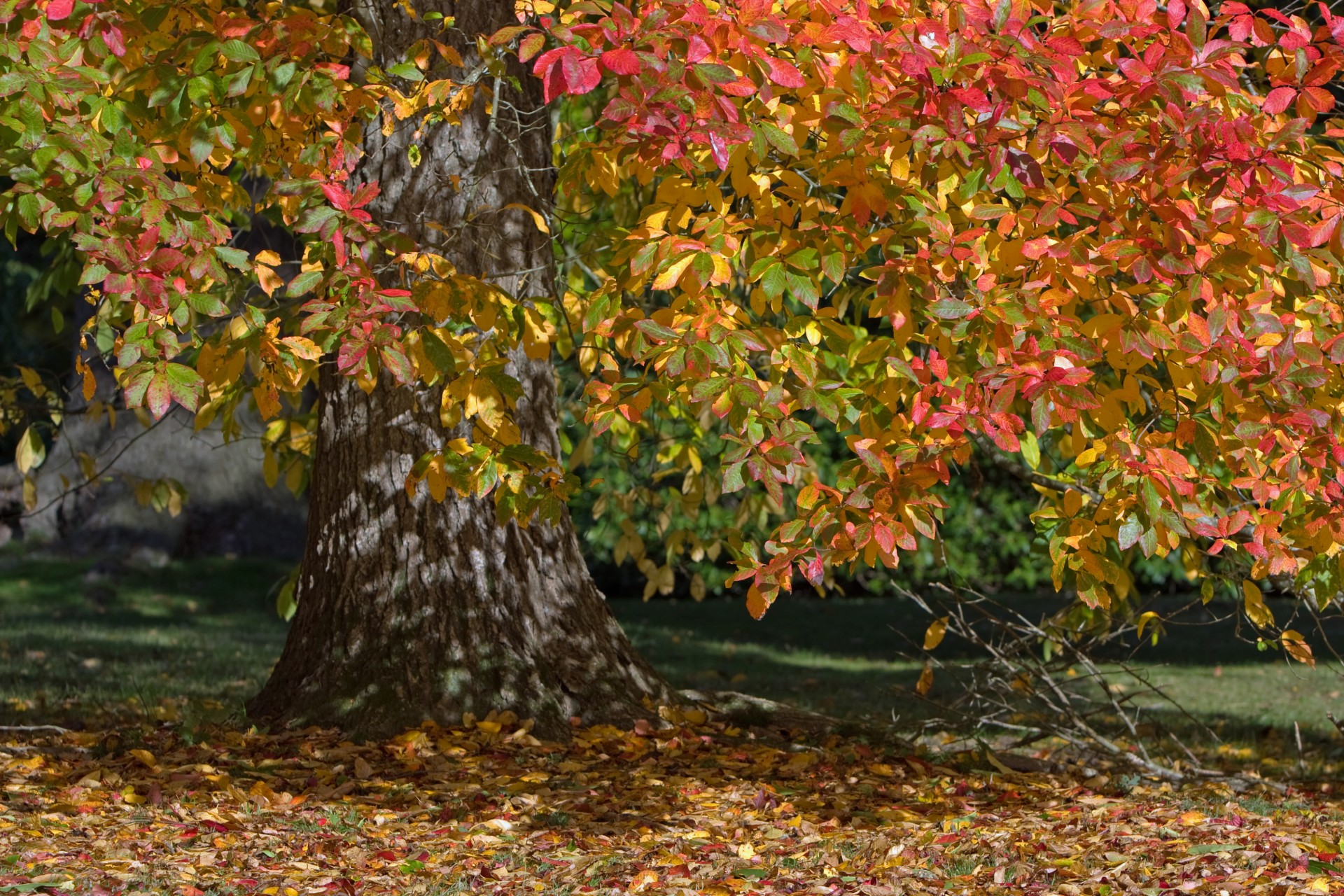autumn colors autumn colors free photo