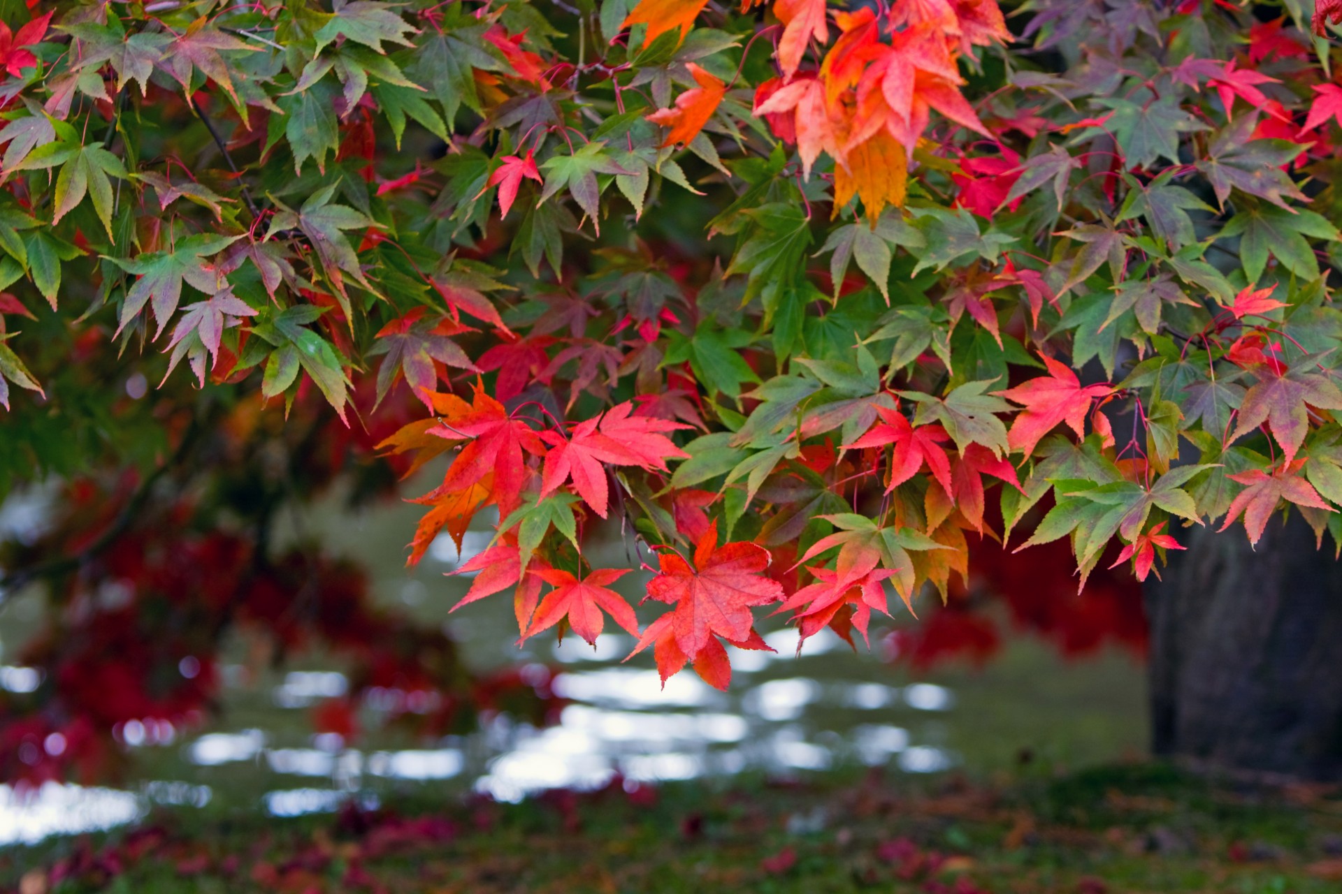 autumn colors leave free photo