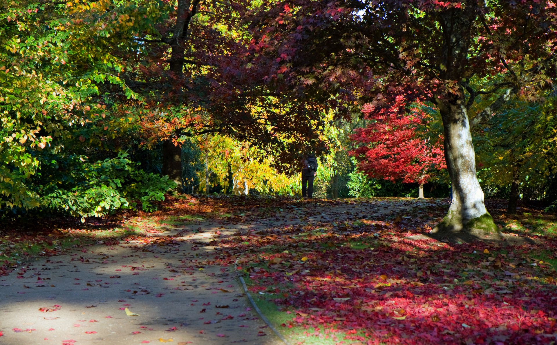 autumn colors fall free photo