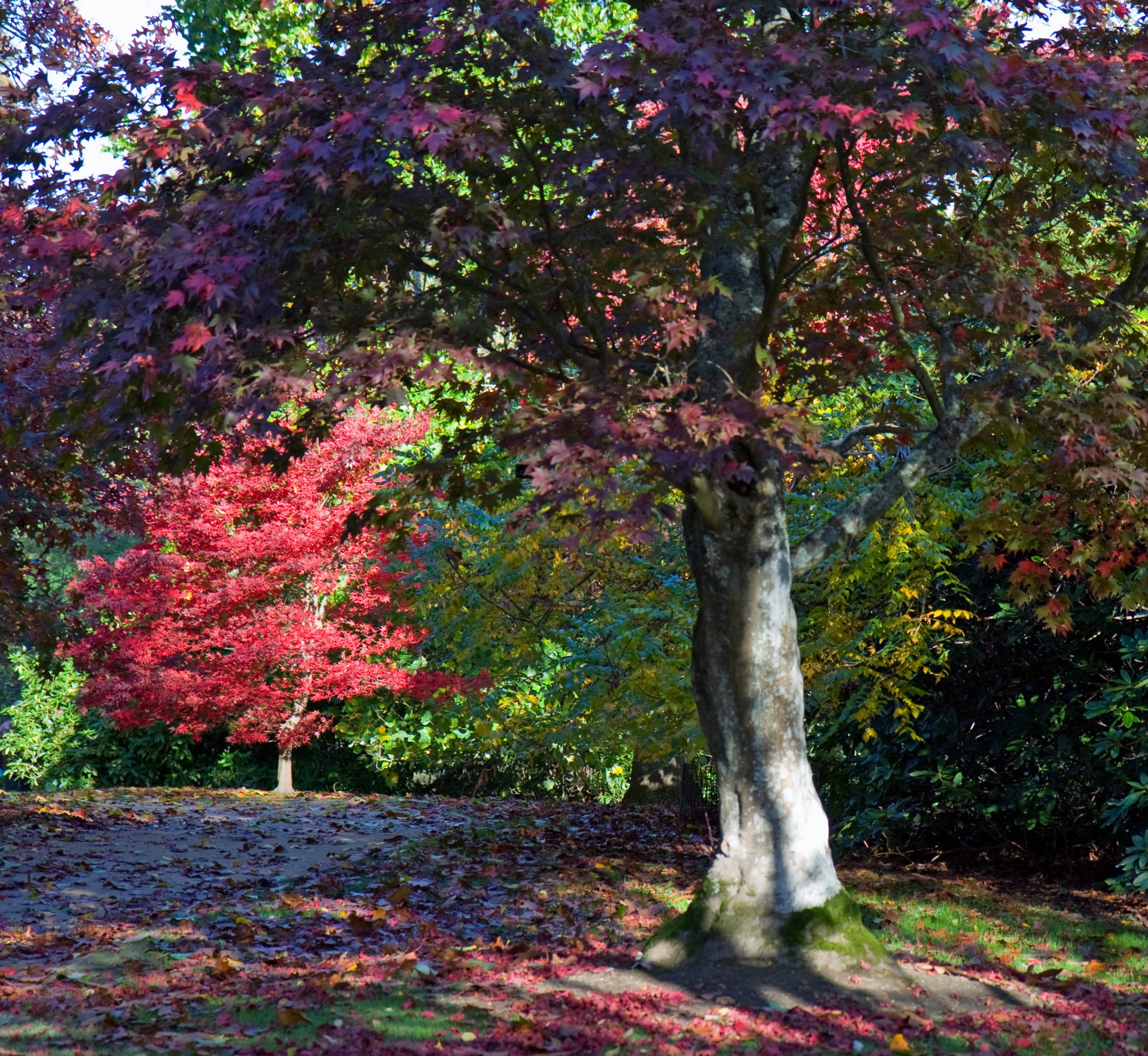 autumn colors tree free photo