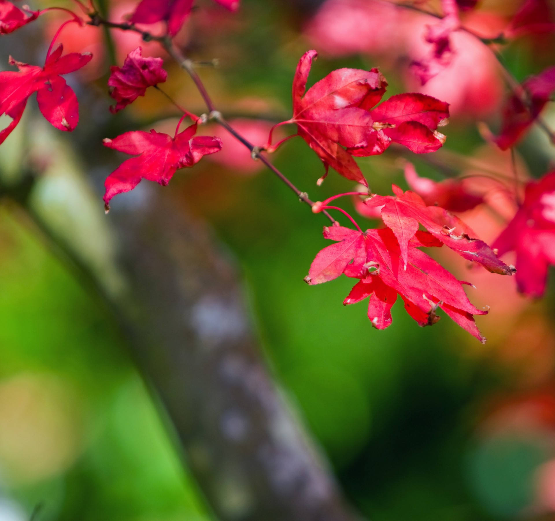 autumn colors leaf free photo