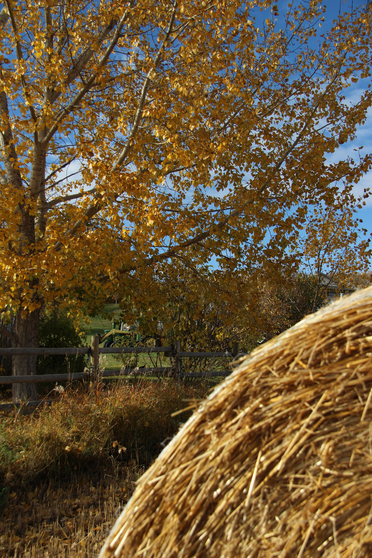 autumn colors fall free photo