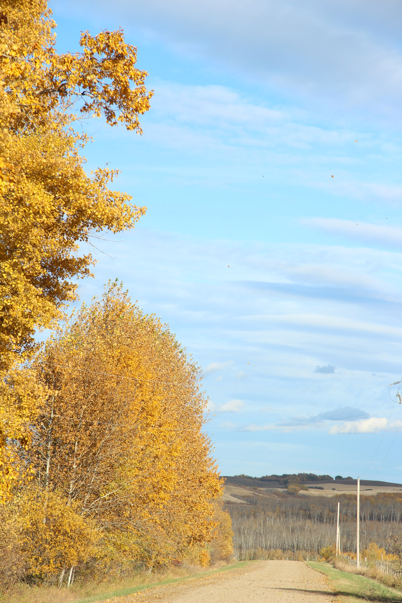 autumn fall yellow free photo