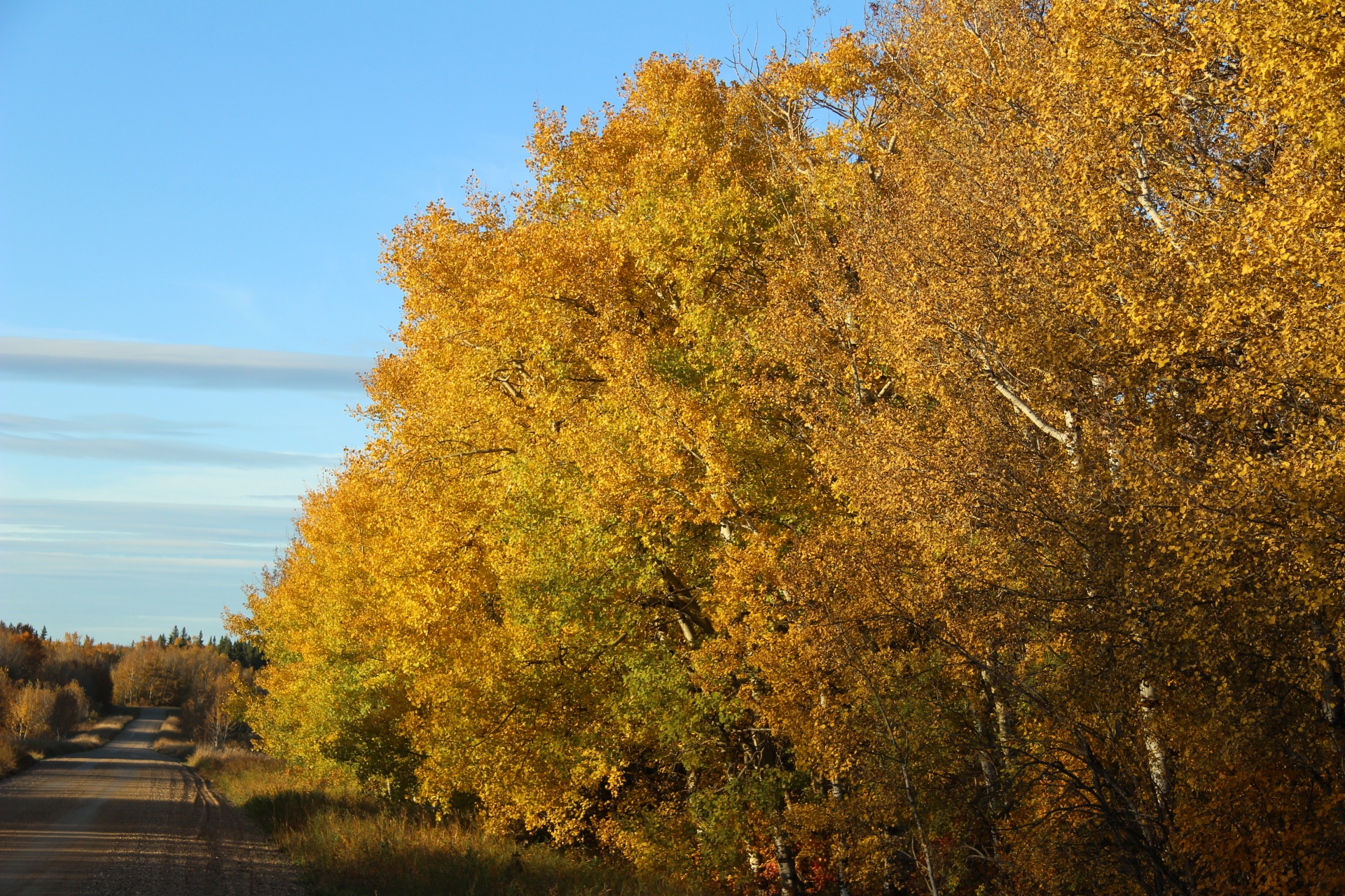 autumn fall yellow free photo