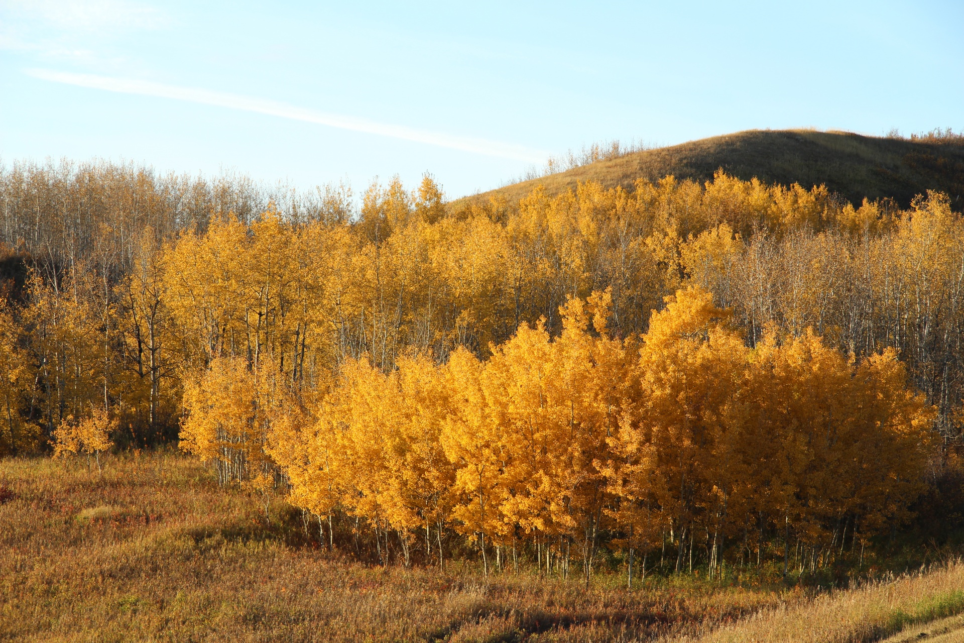 autumn fall yellow free photo