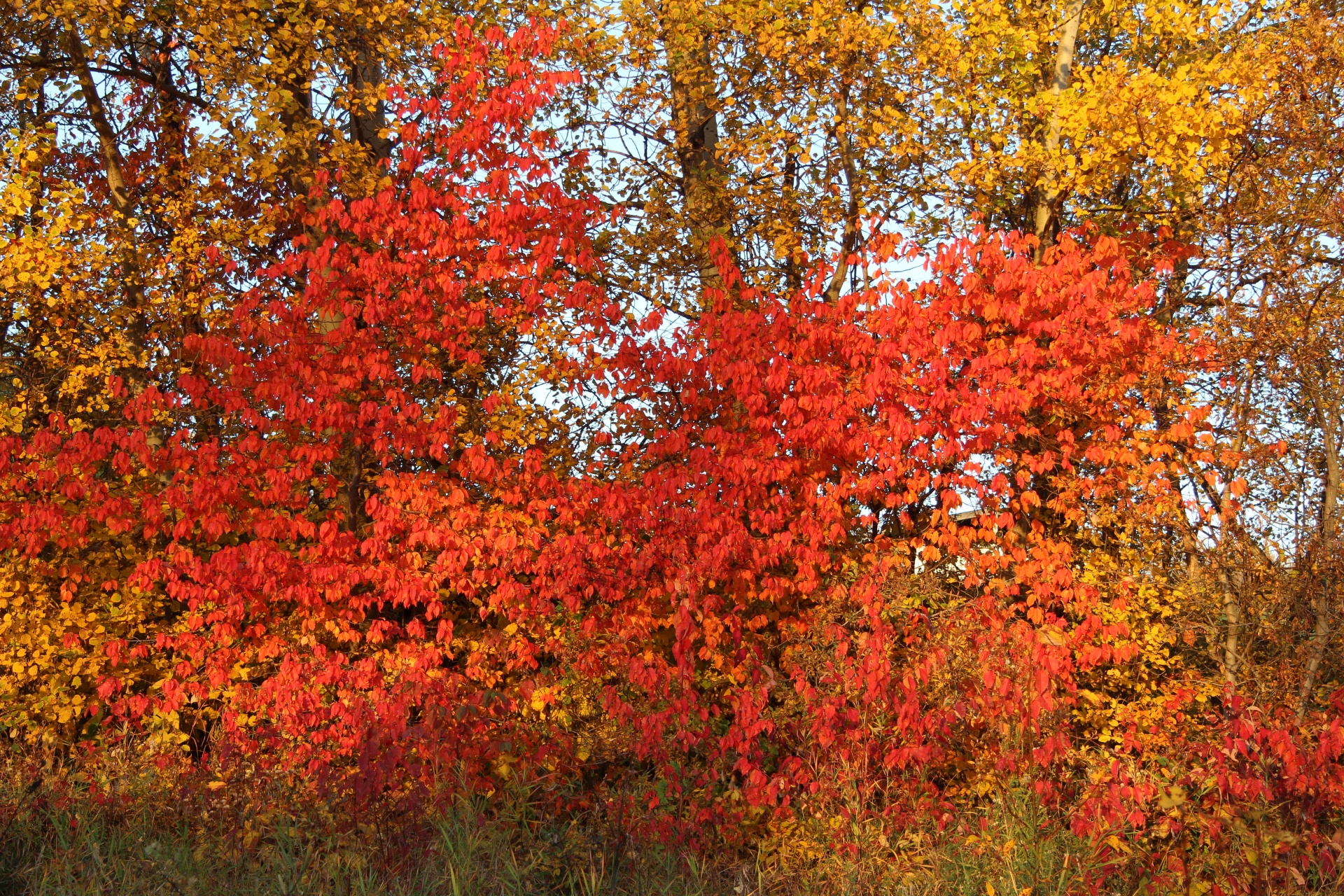 autumn fall red free photo