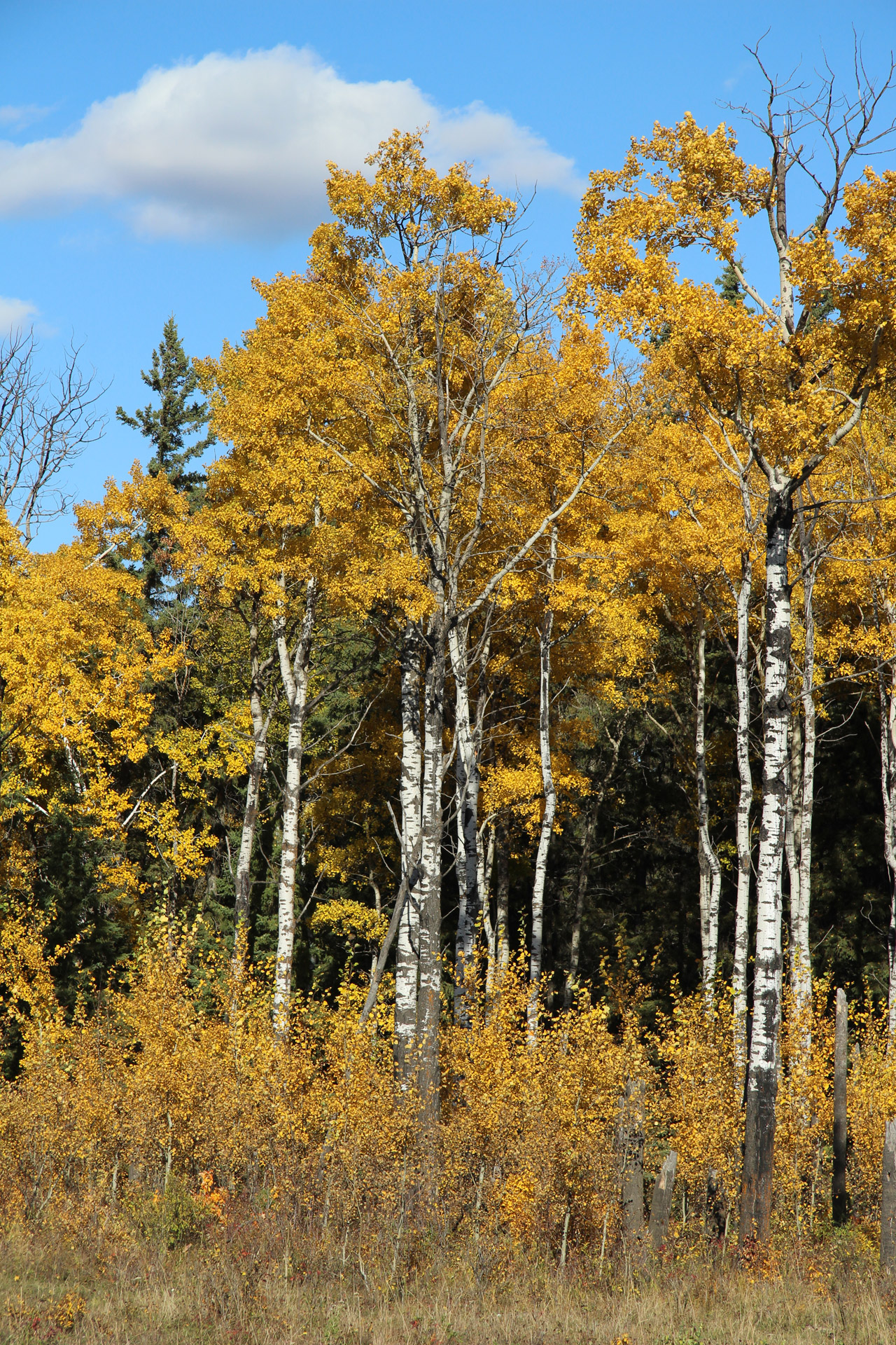 white birch trees free photo