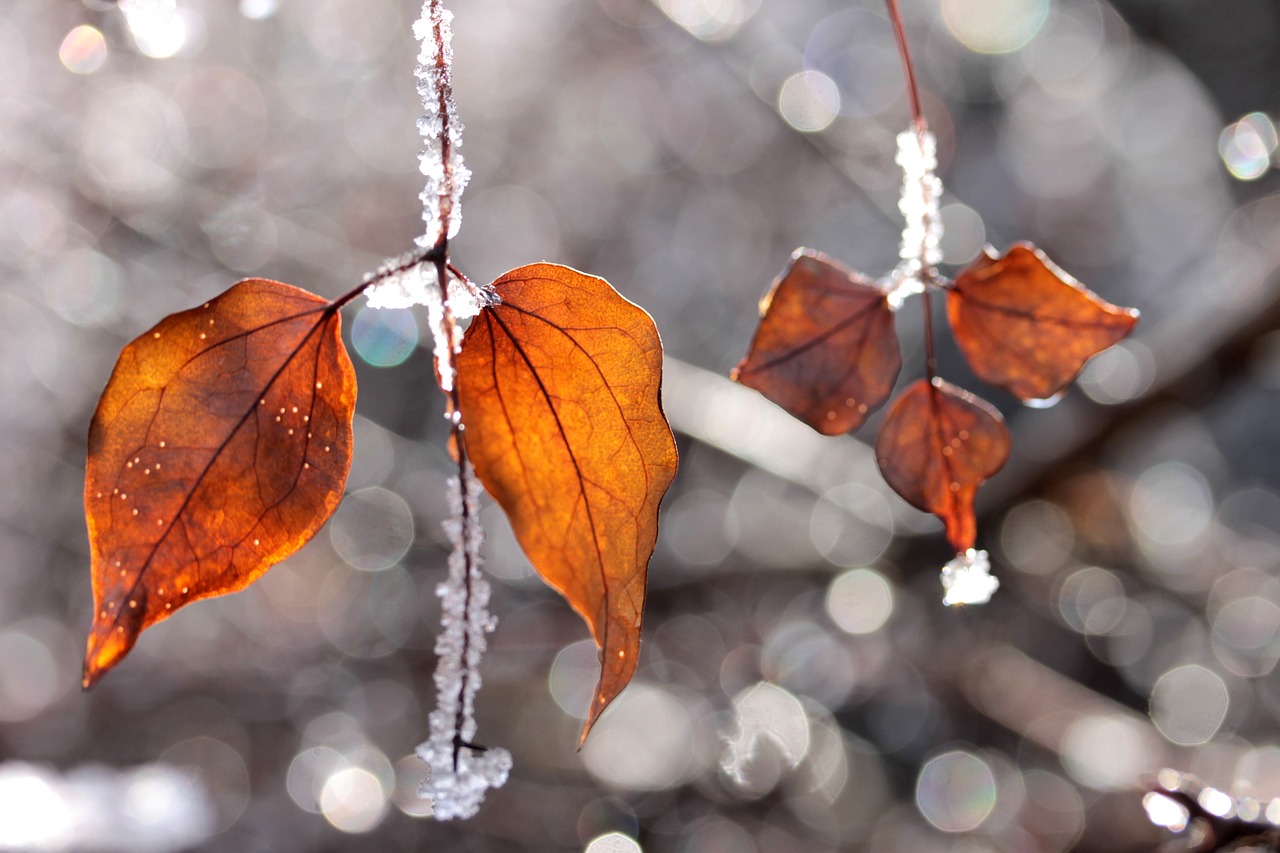 autumn colors autumn leaf plants free photo