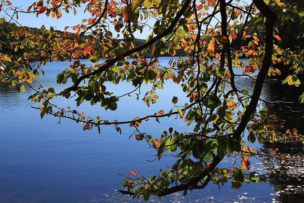 leafs tree lake free photo