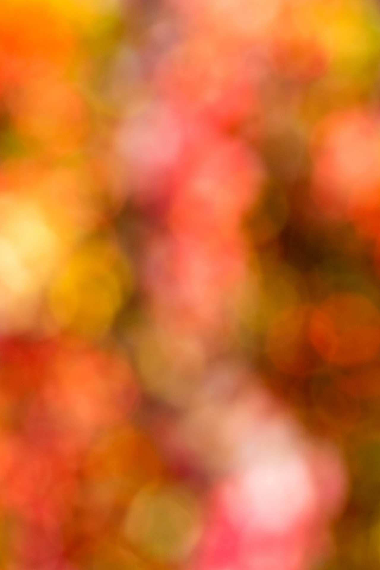 abstract autumn backdrop free photo