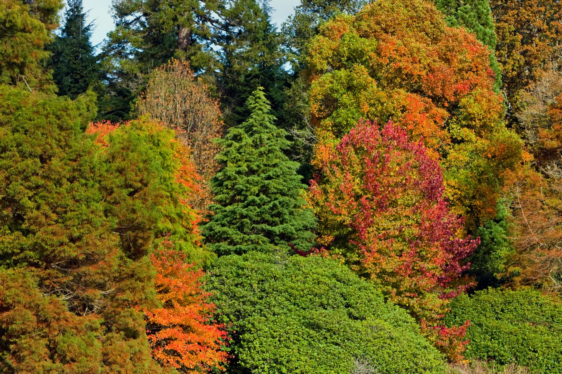 autumn background tree free photo