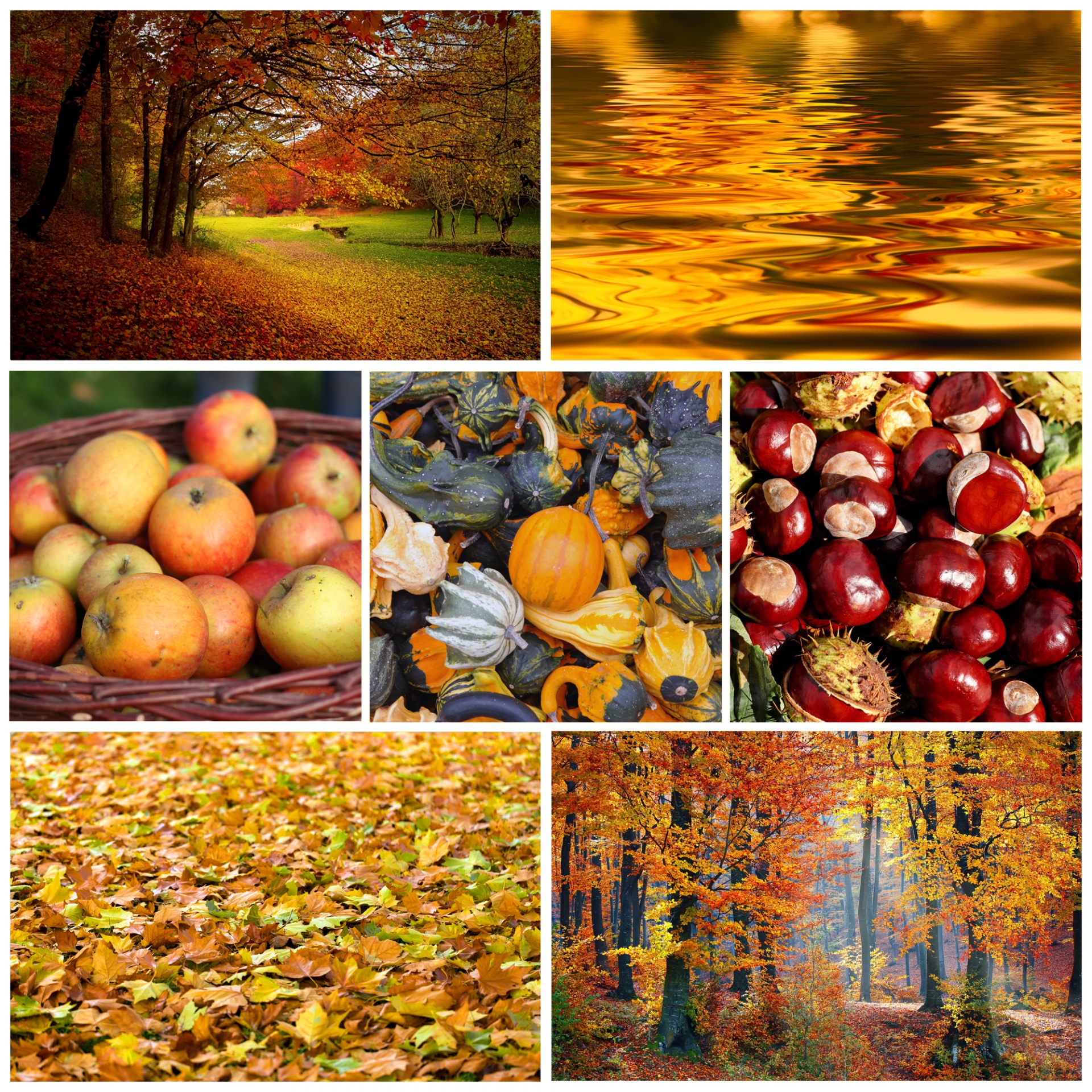 Autumn,fall,season,wallpaper,collage - free image from 