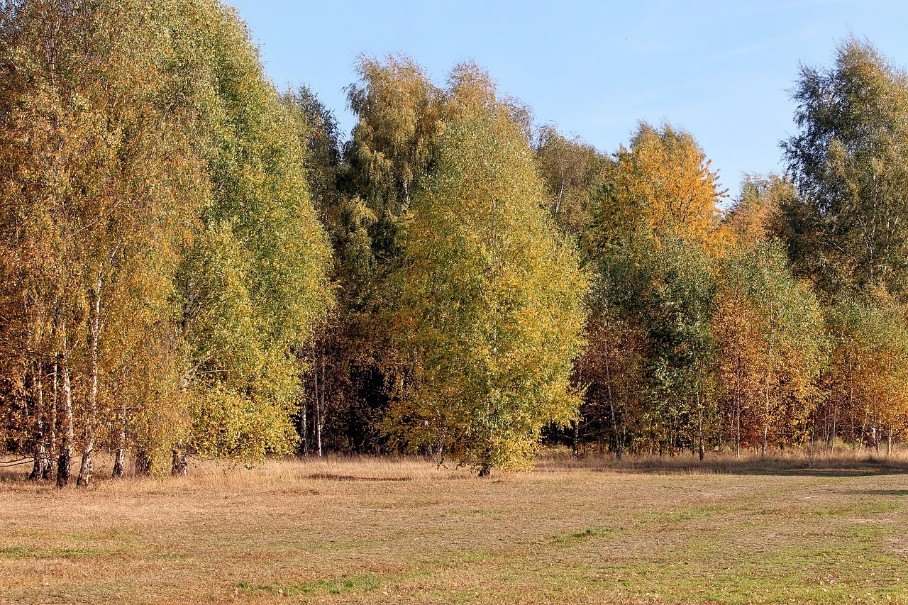 autumn colours trees fall color free photo