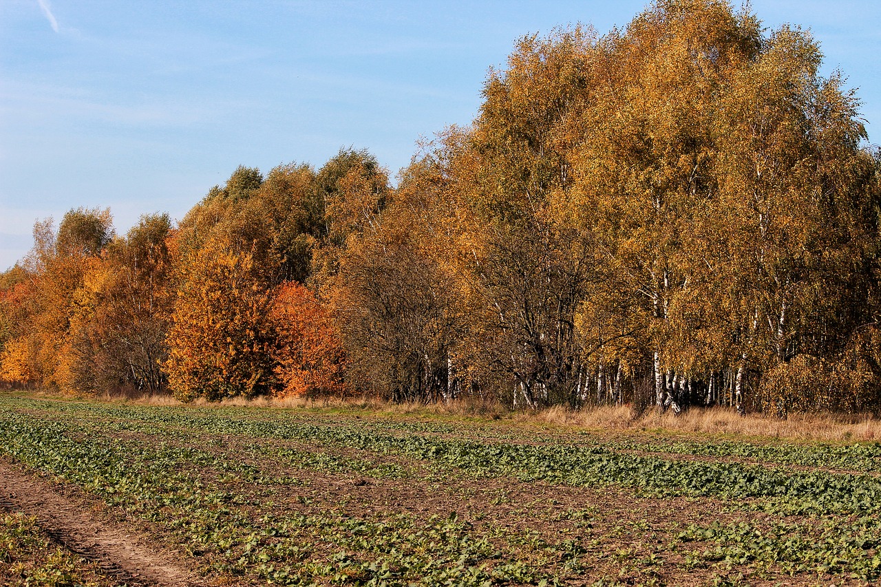 autumn colours trees fall color free photo