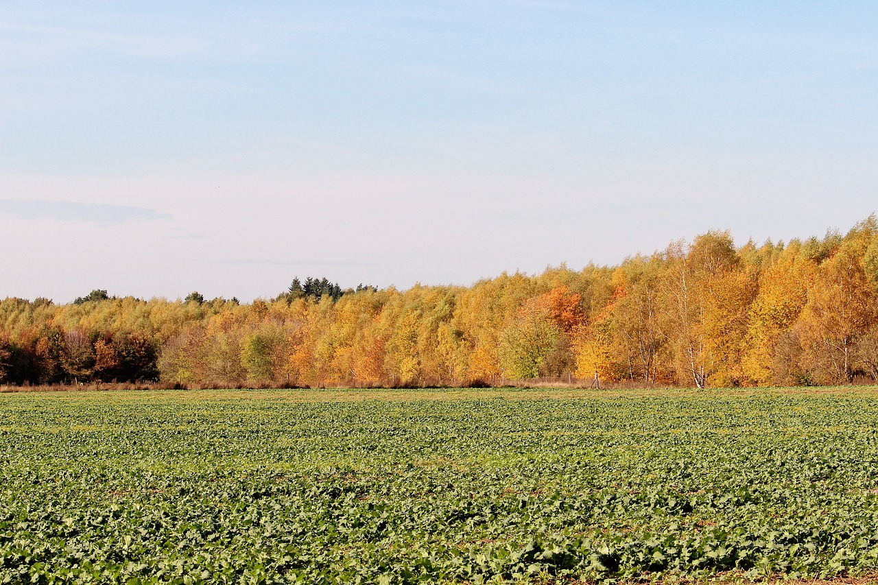 autumn colours trees fall color free photo