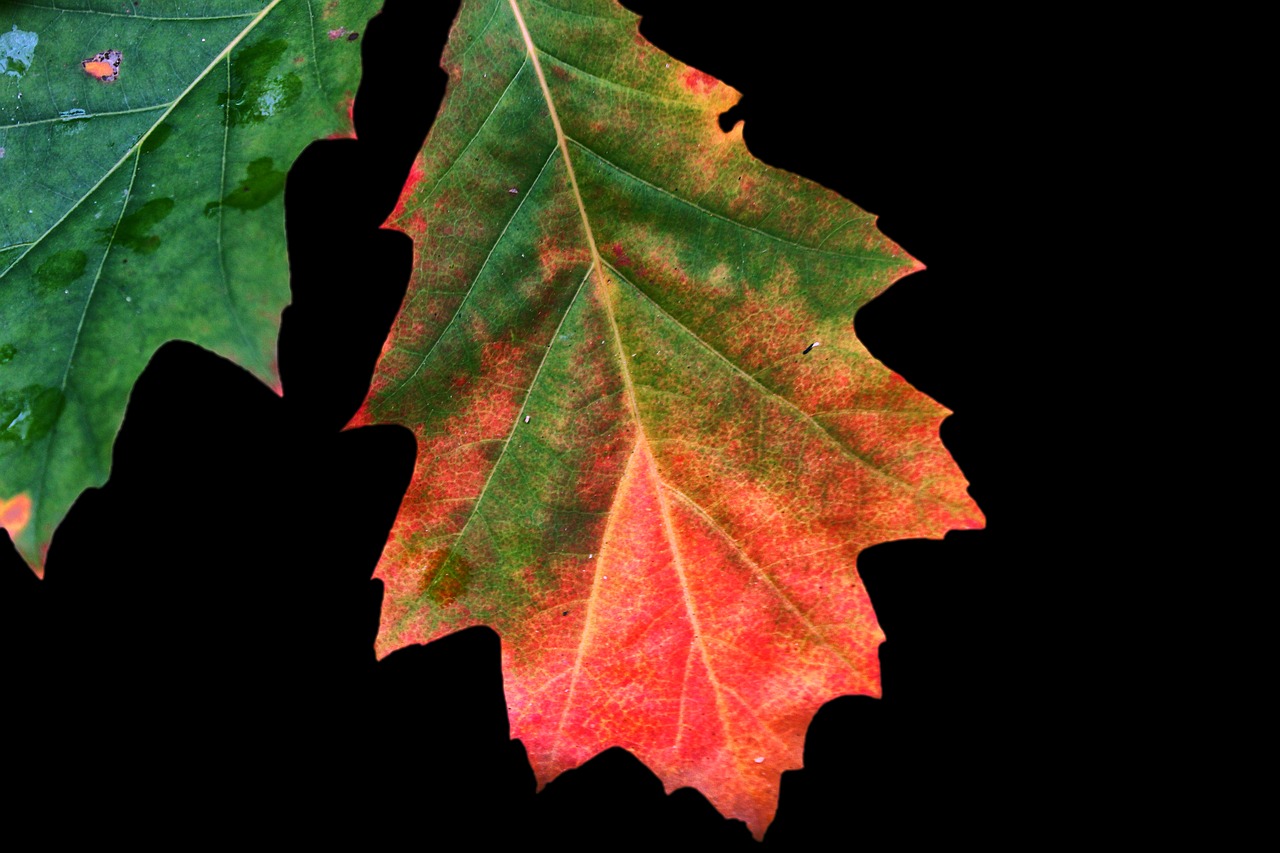 autumn colours leaves fall foliage free photo