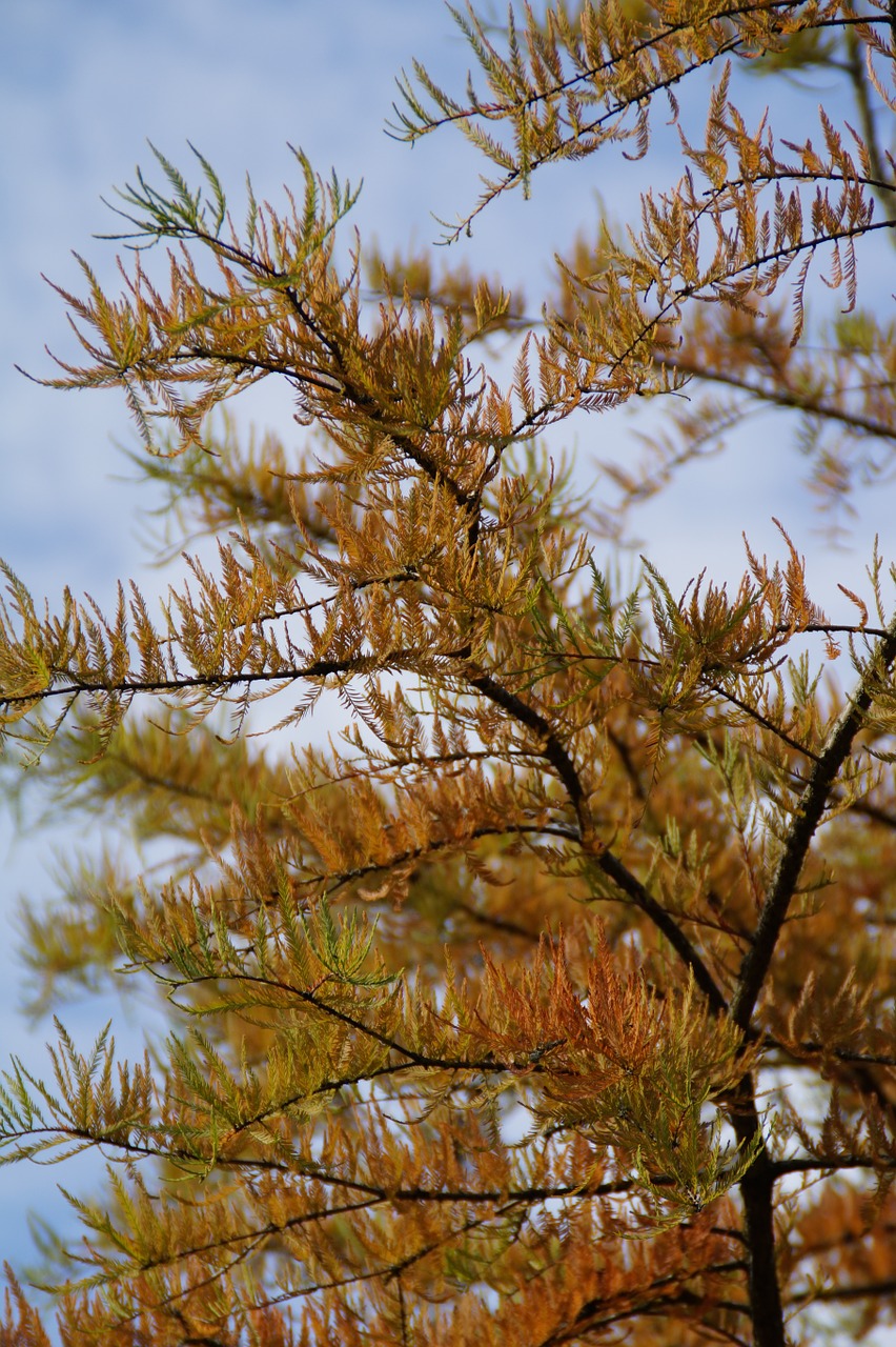 autumn colours october autumn free photo