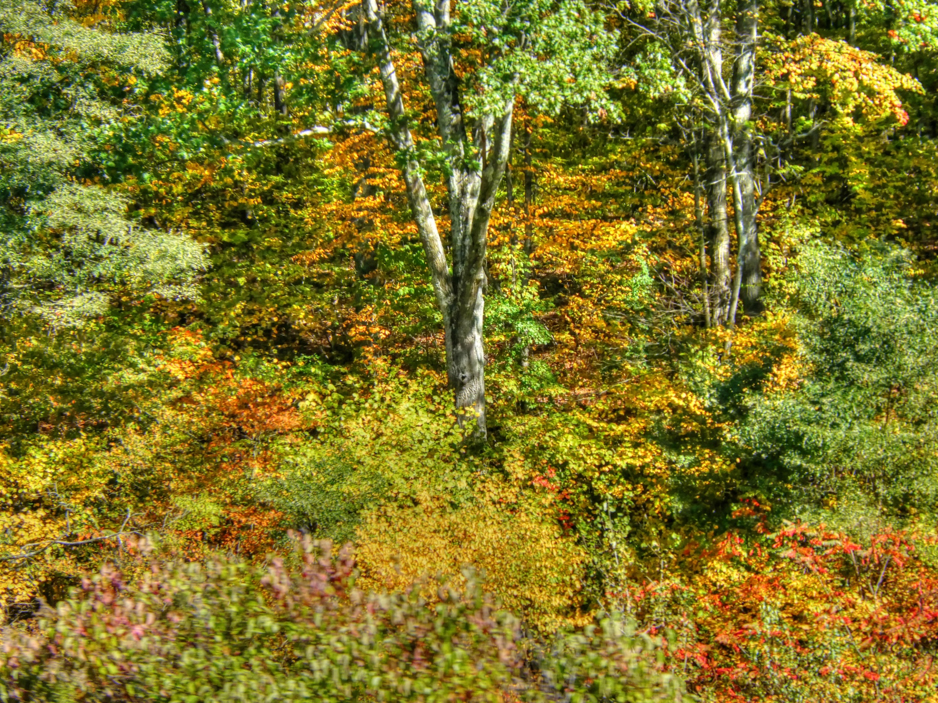 autumn fall foliage free photo