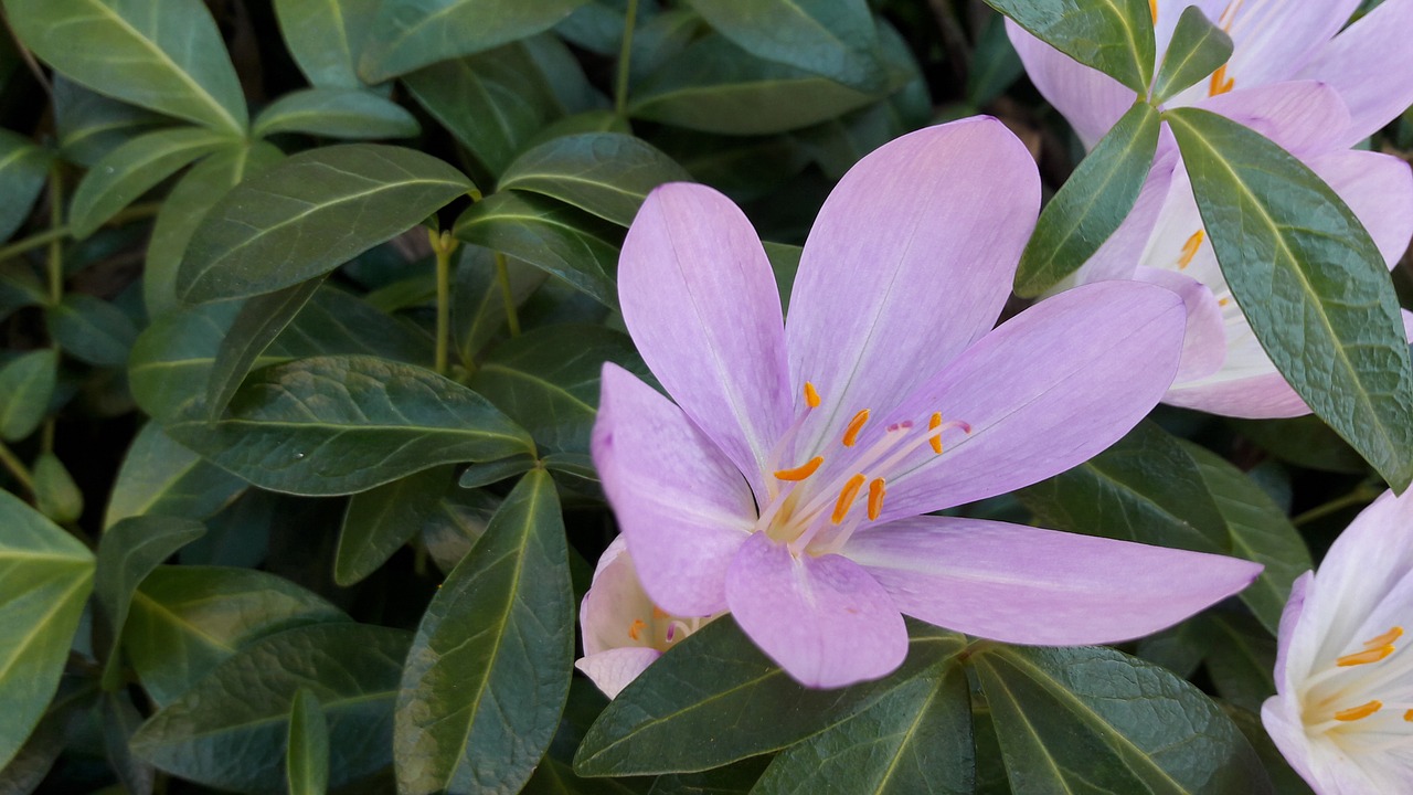 autumn crocus autumn free pictures free photo