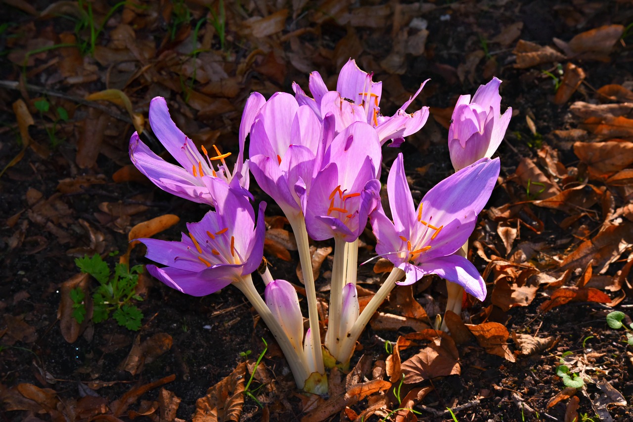 autumn crocus  flower  plant free photo