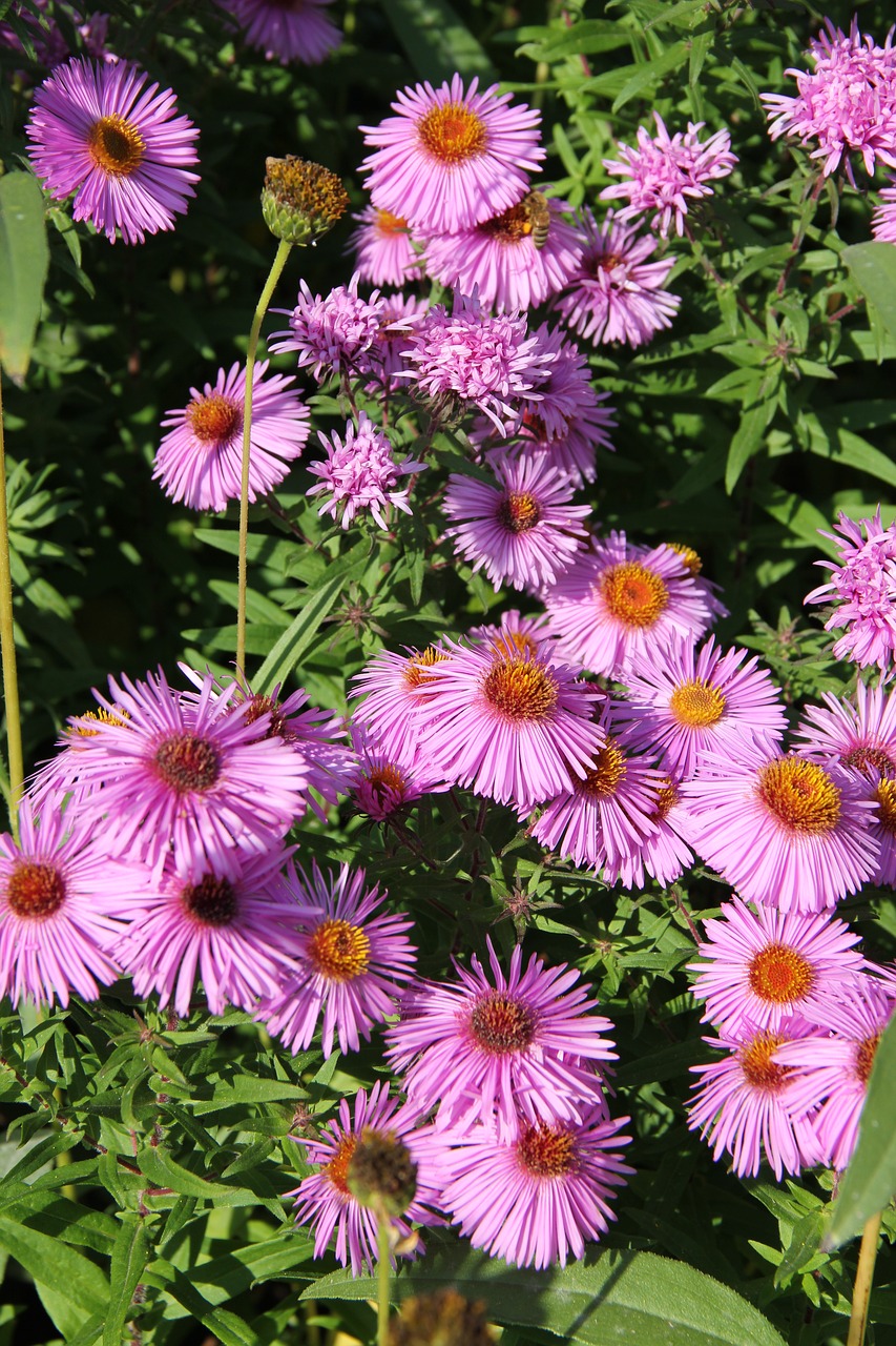 autumn daisy autumn purple free photo